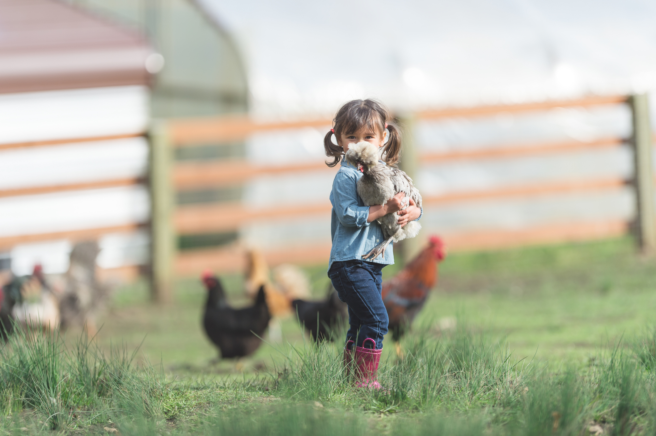 A girl and her chicken