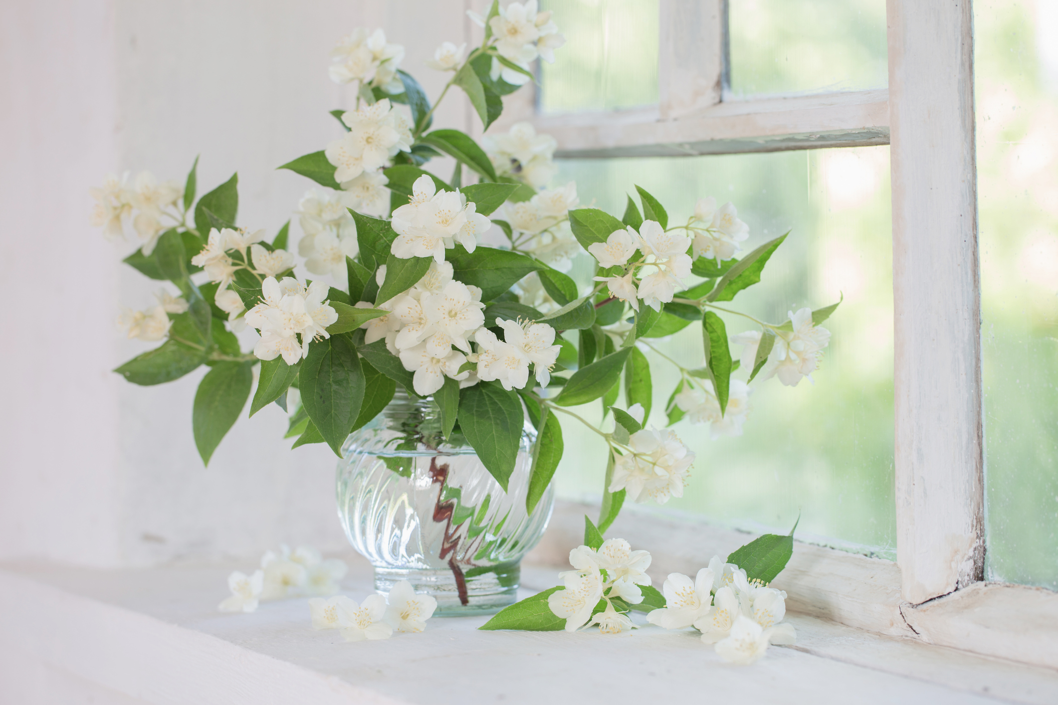 jasmine in vase on windowsill