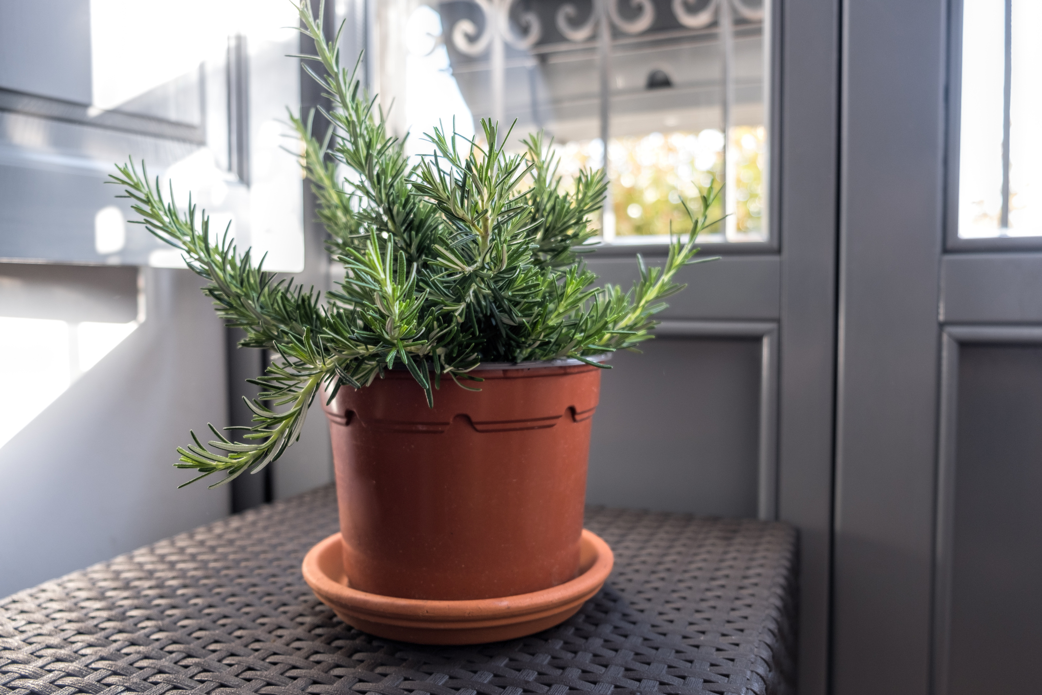 Pot with rosemary