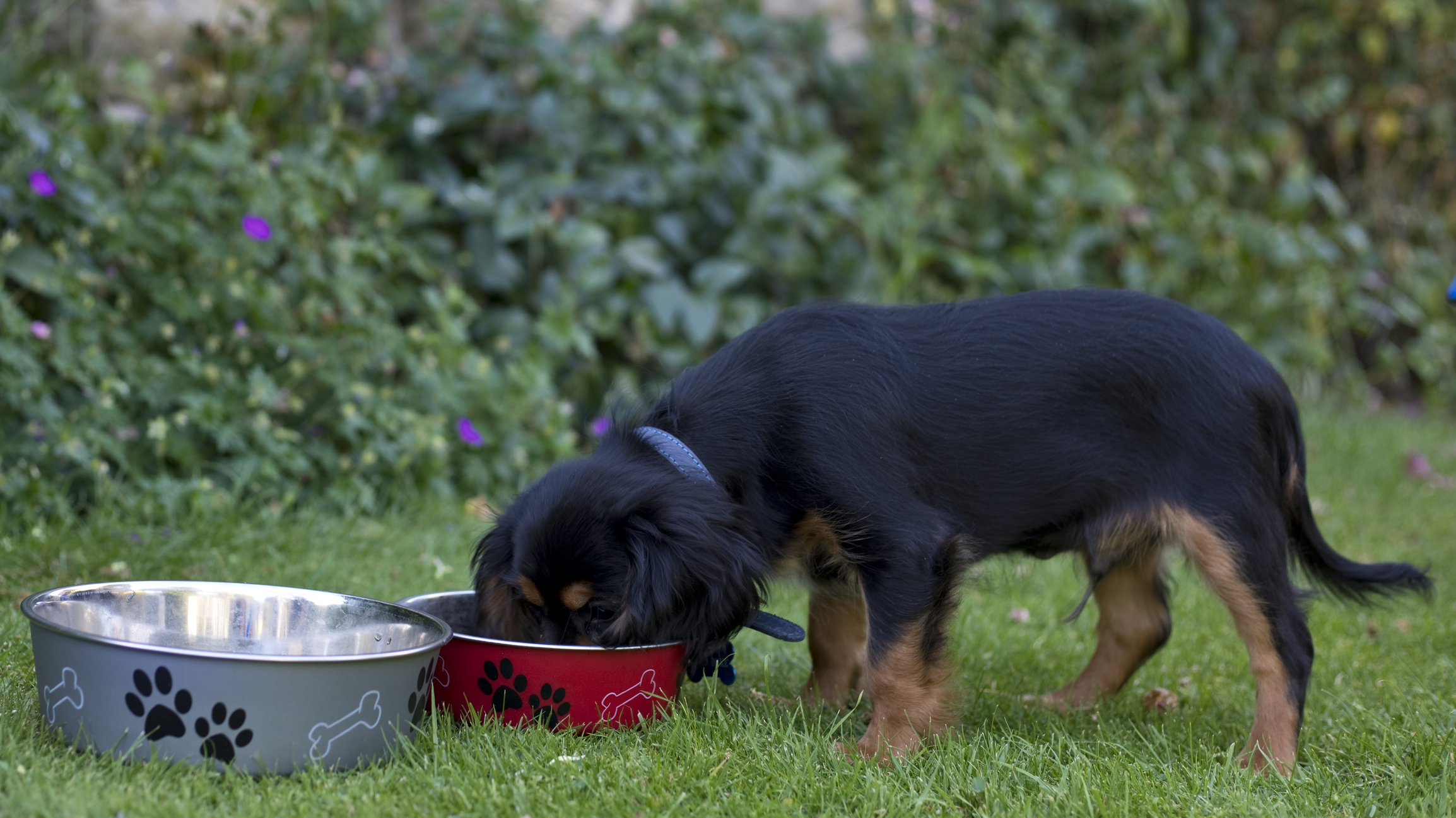 King Charles Spaniel puppy at 13 weeks old eating, England, United Kingdom