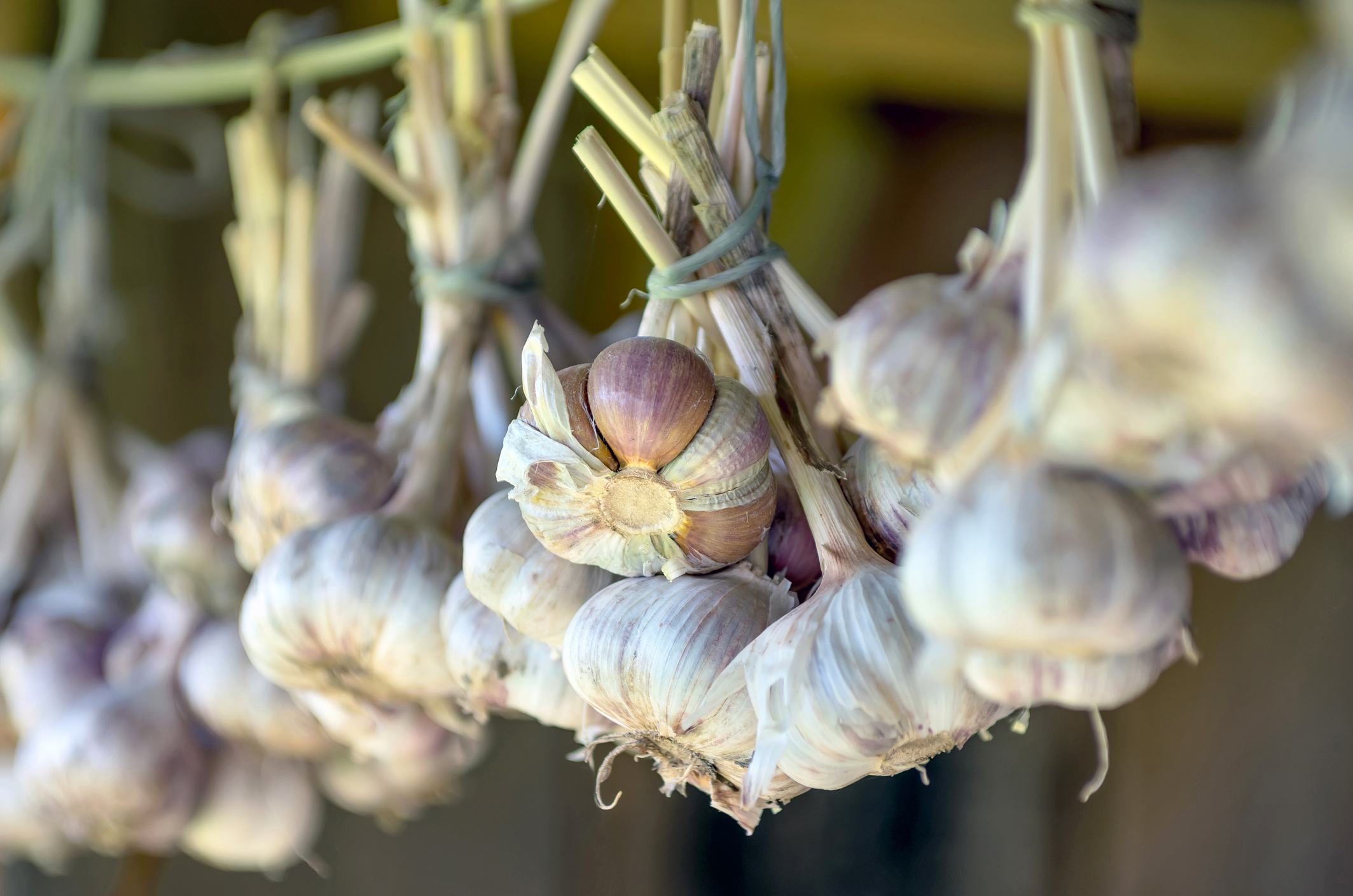 Crop of garlic close-up