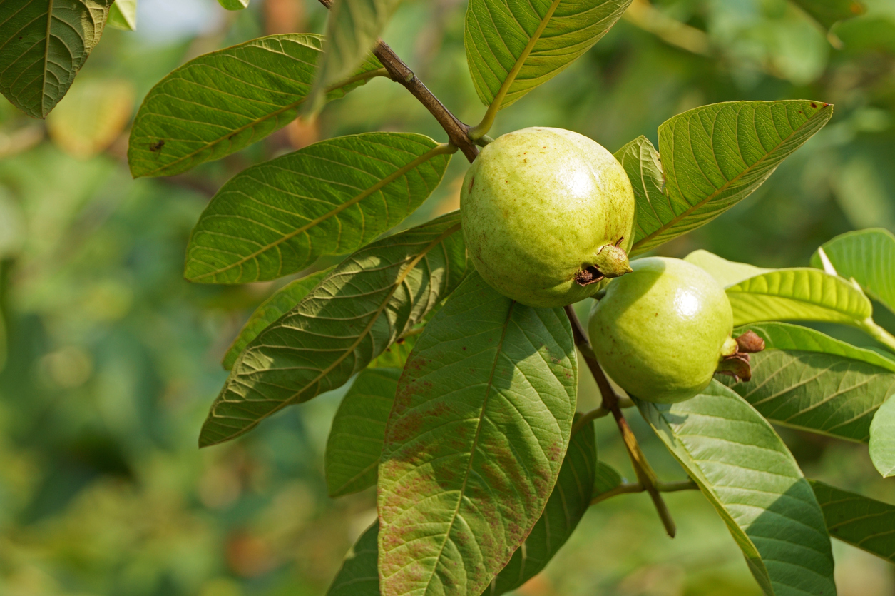 Ripe guava fruit and leaves in the morning sunlight