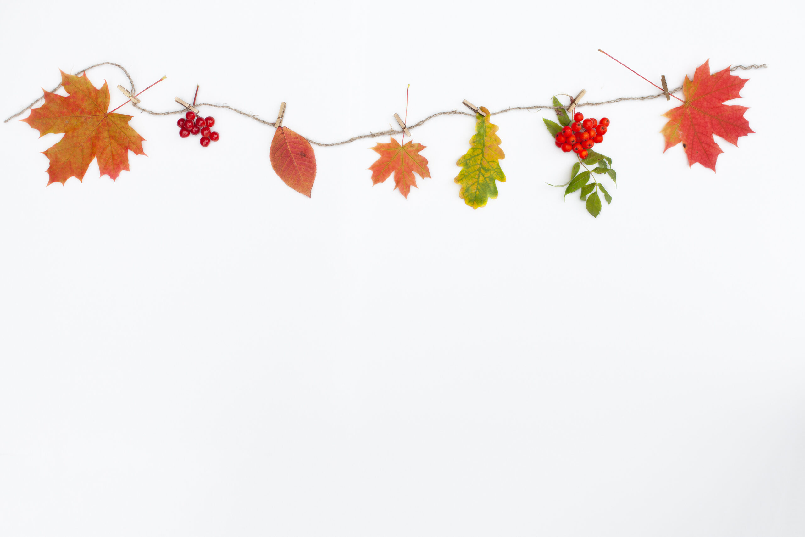 Autumn composition. Autumn flowers and leaves. Flat lay, top view, copy space