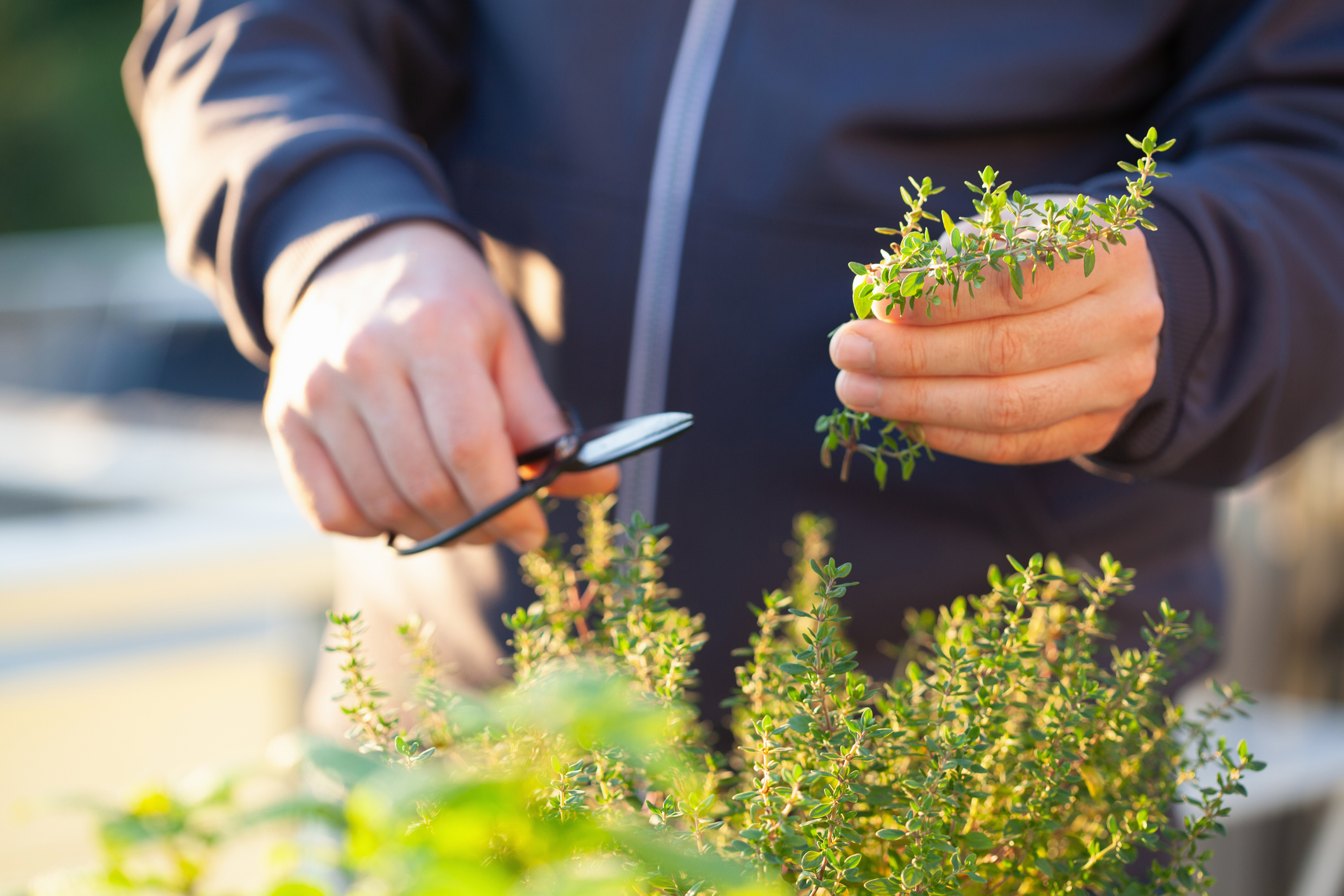 gardener picking thyme leaves on balcony