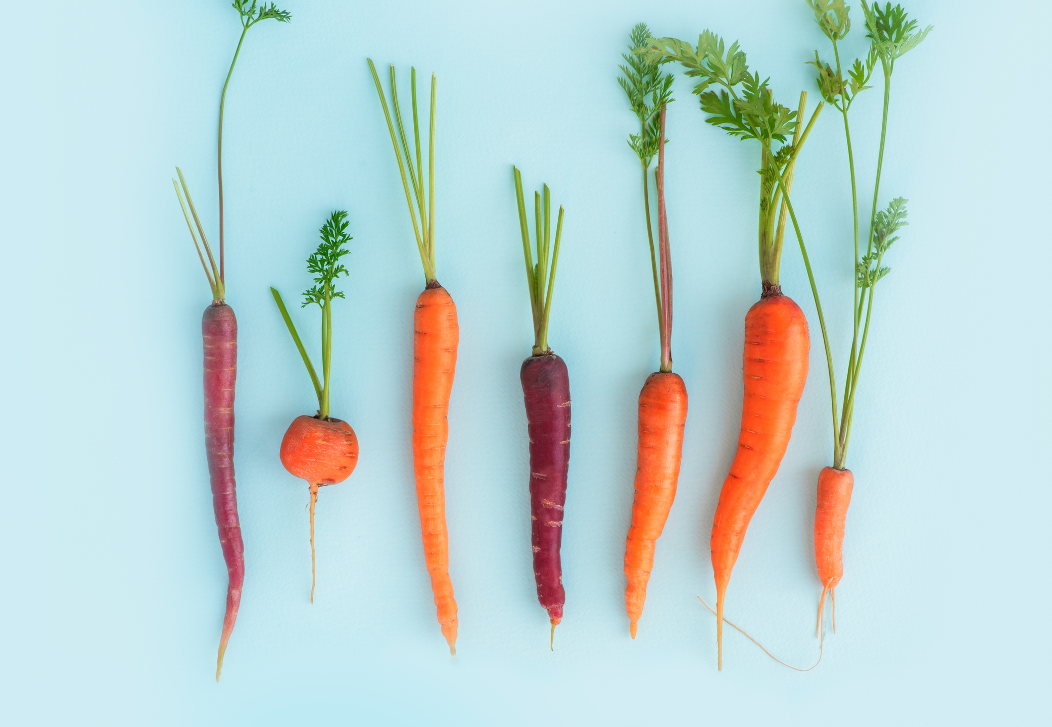 Carrots of different shapes, colors and sizes on a blue background