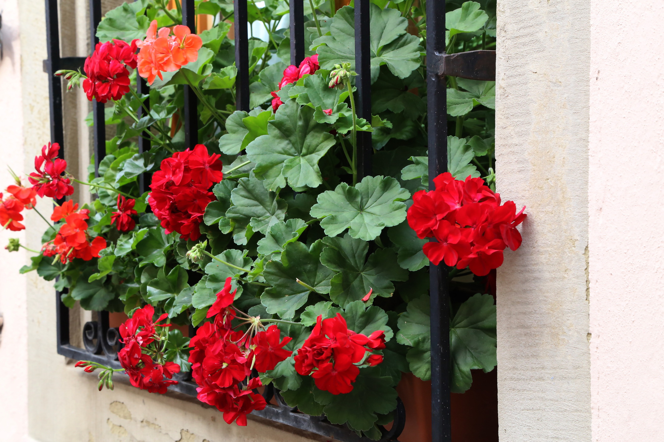 Beautiful bright geranium blooms on the windowsill