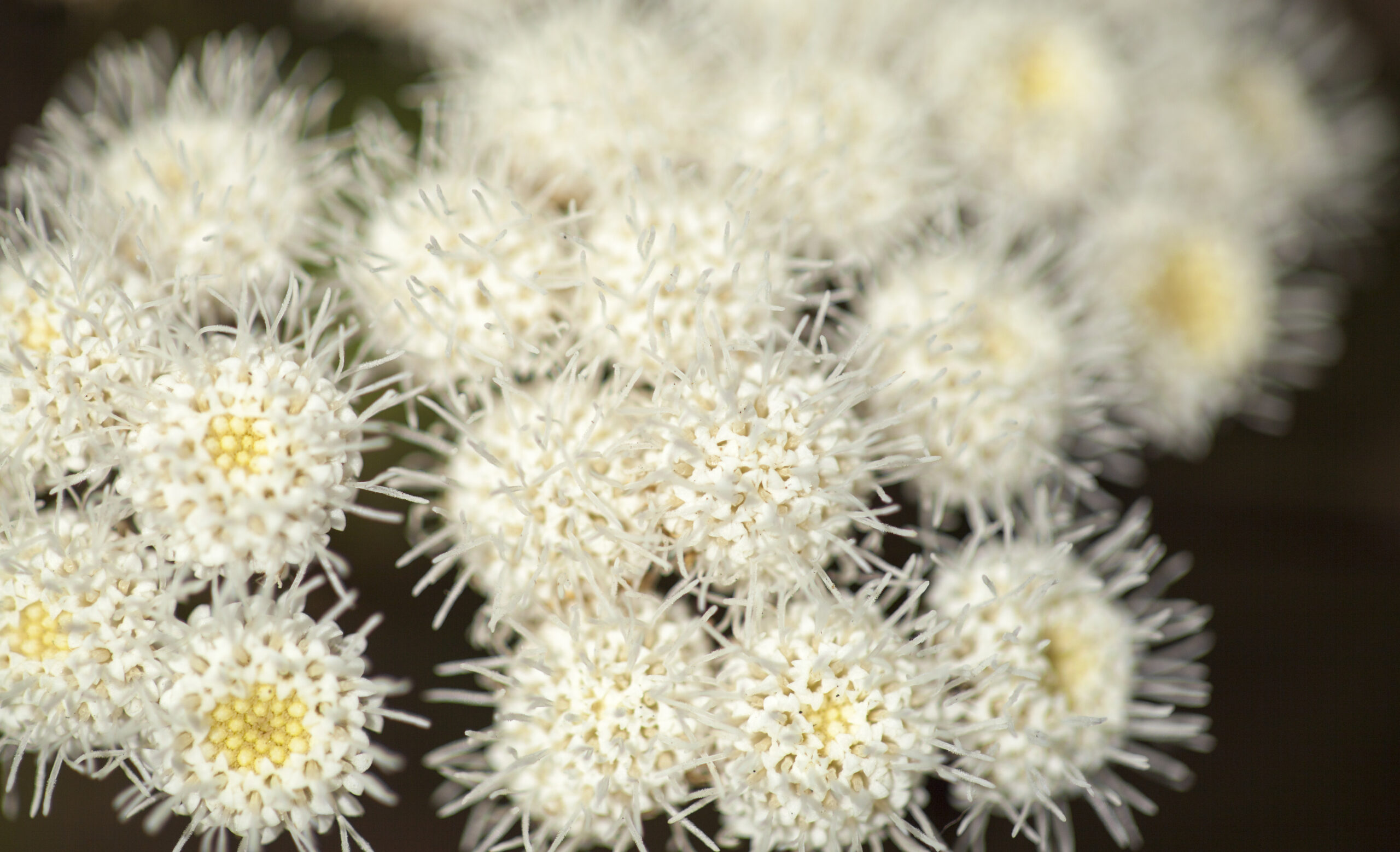 Flora of Gran Canaria - Ageratina adenophora