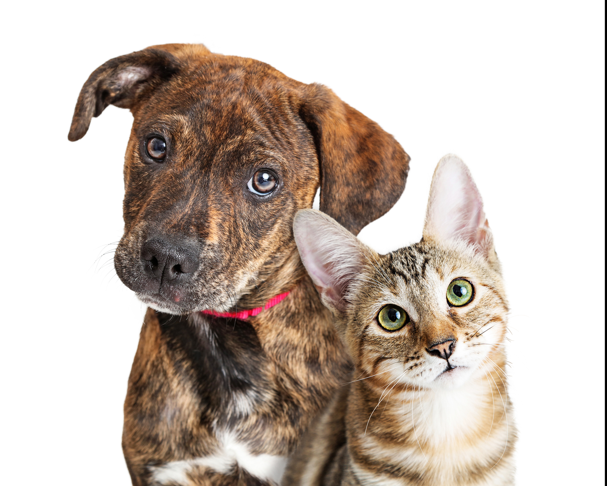 Cute Puppy and Kitten Closeup Looking at Camera