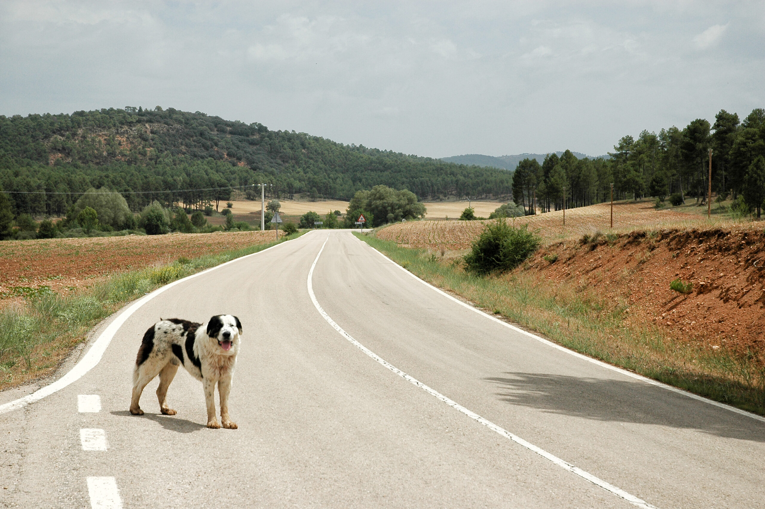 Abandoned dog.