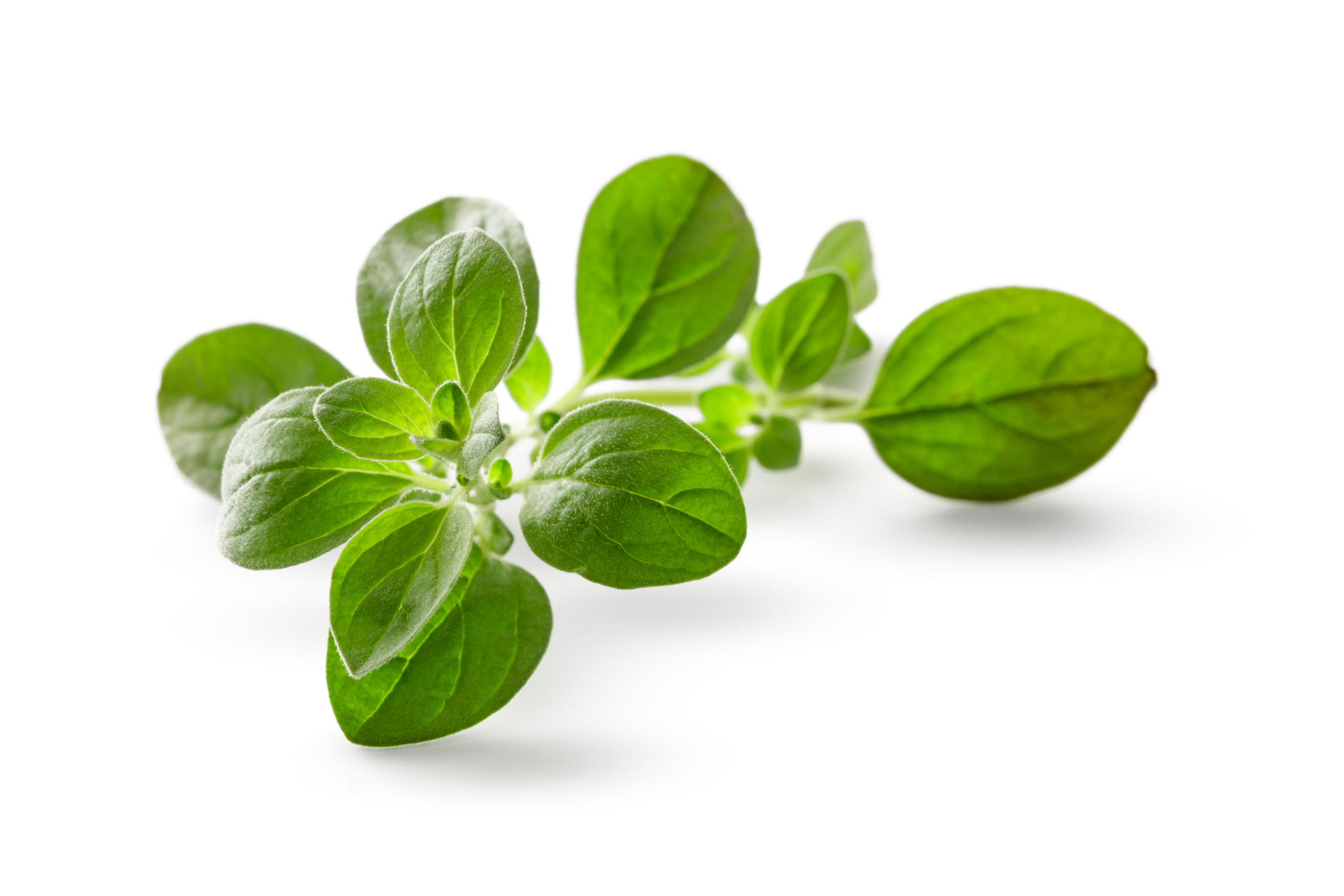 Fresh Herbs: Oregano Isolated on White Background