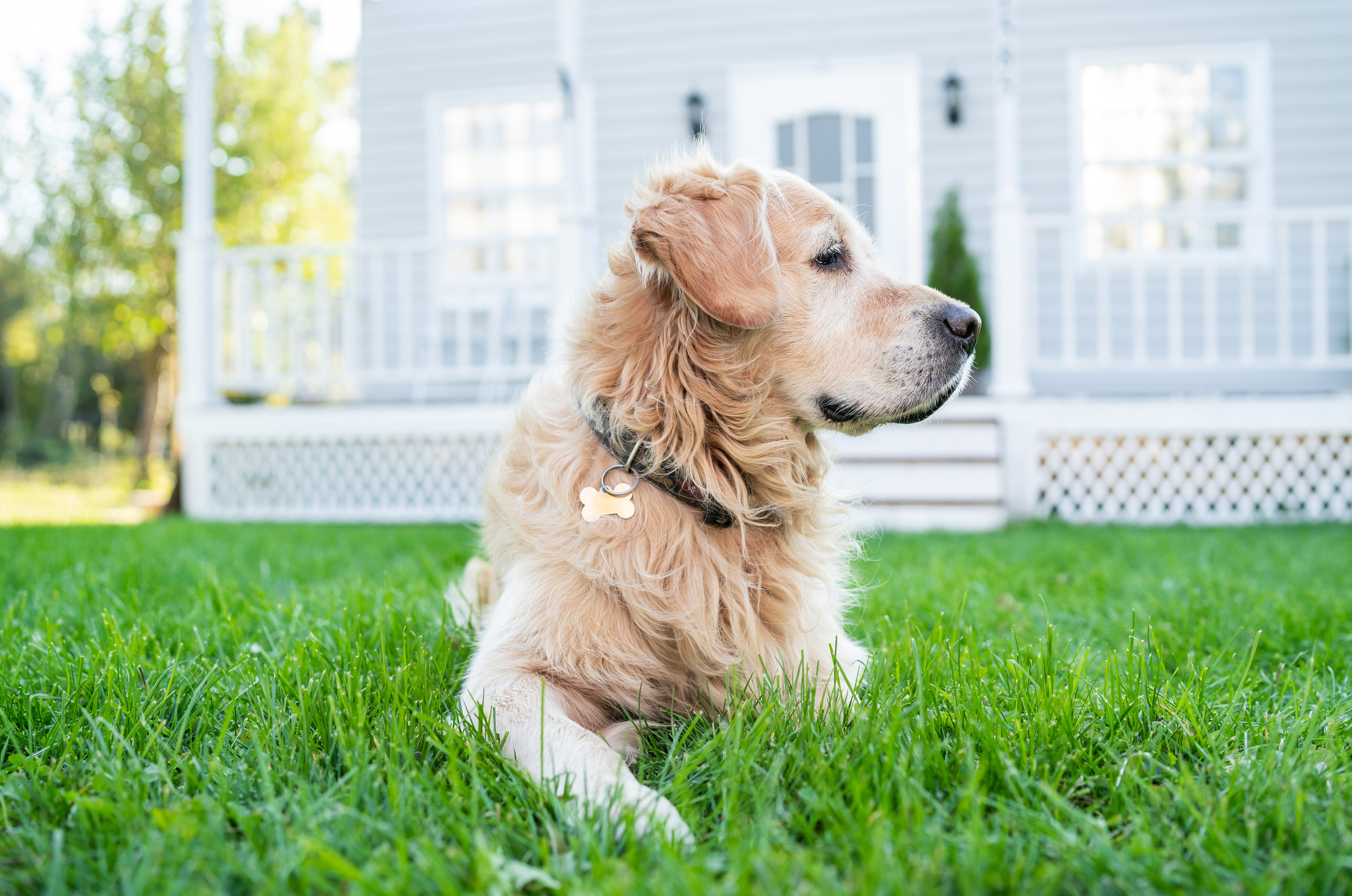 Golden retriever on front yard