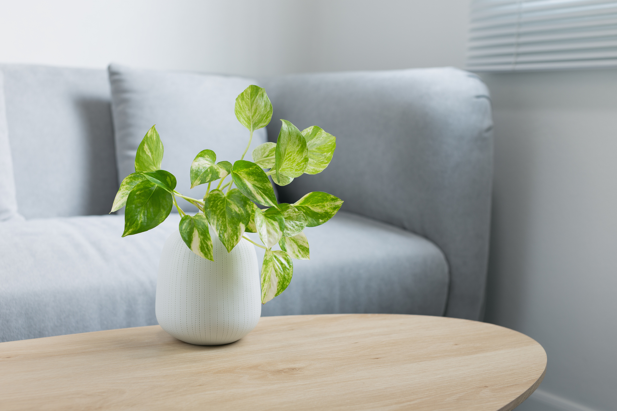 Epipremnum aureum plant on wooden table in living room. Epipremnum aureum (Linden & AndrÃ©) G.S.Bunting in gray ceramic pot.