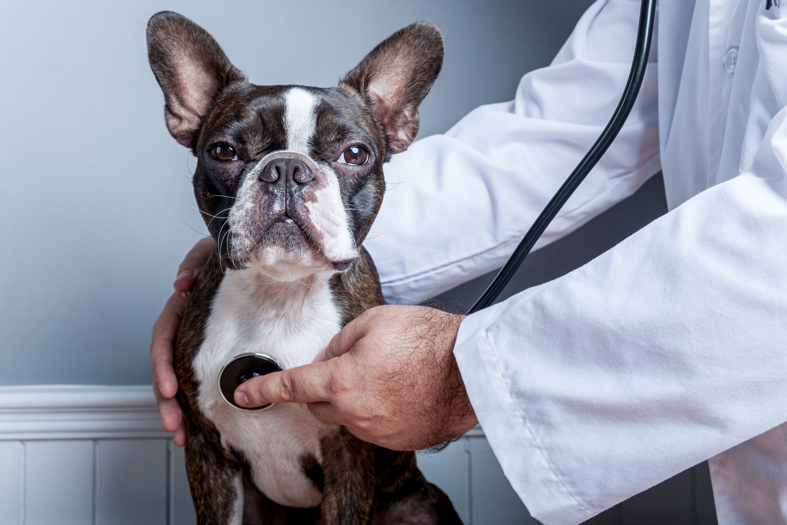 Veterinary doctor examing heart of dog boston terrier with stethoscope