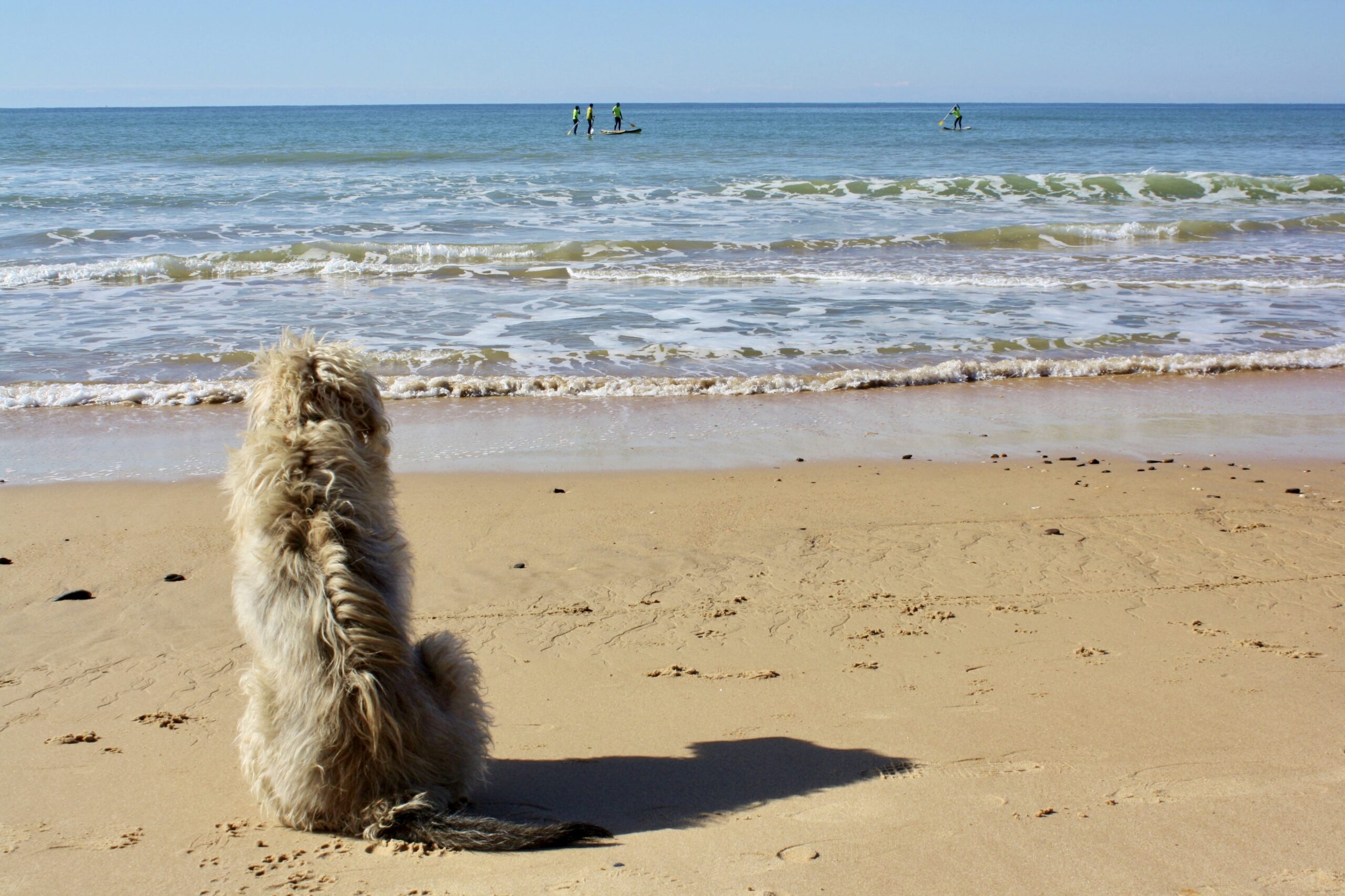 Dog at the beach