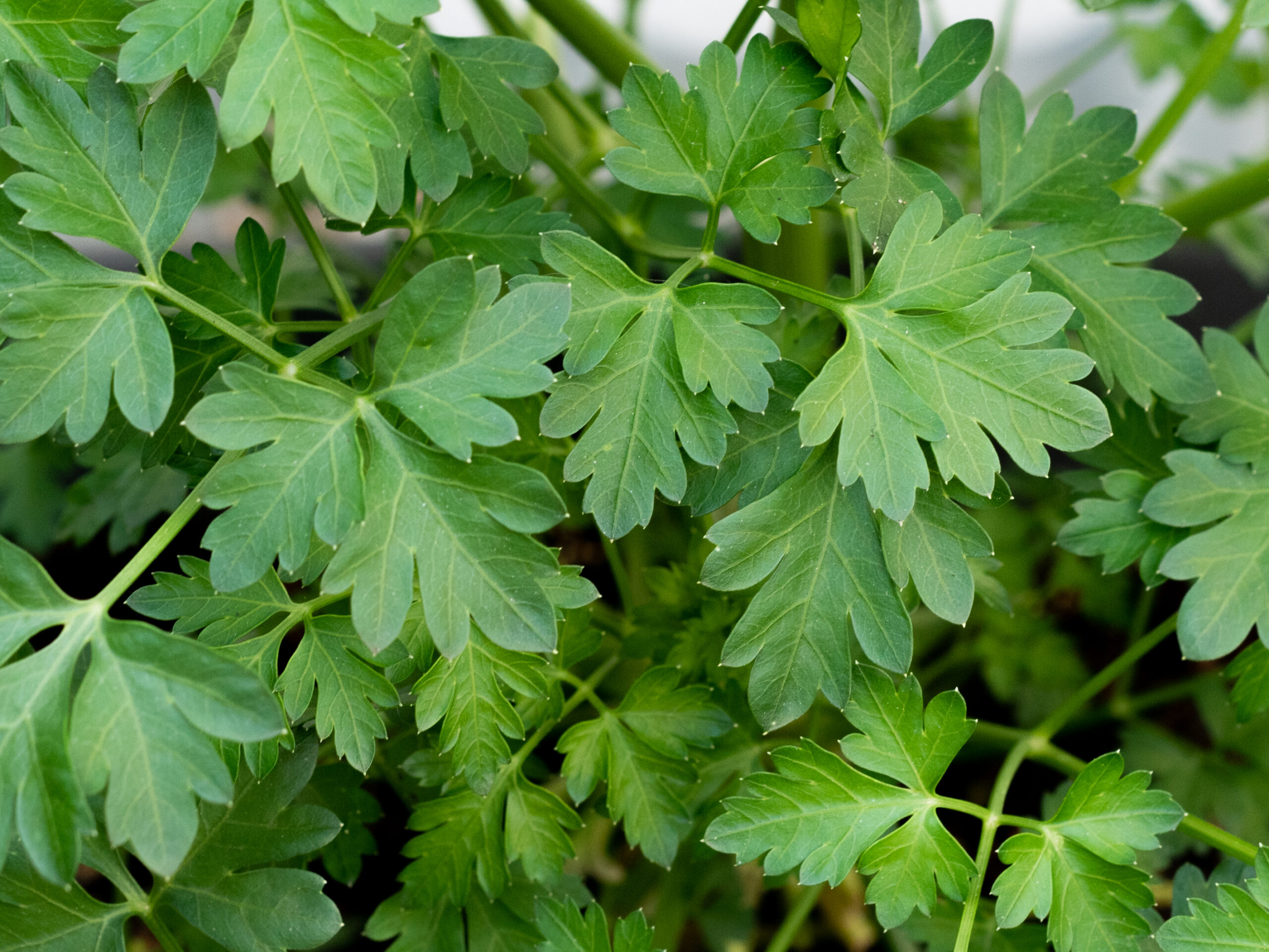 Parsley leaves