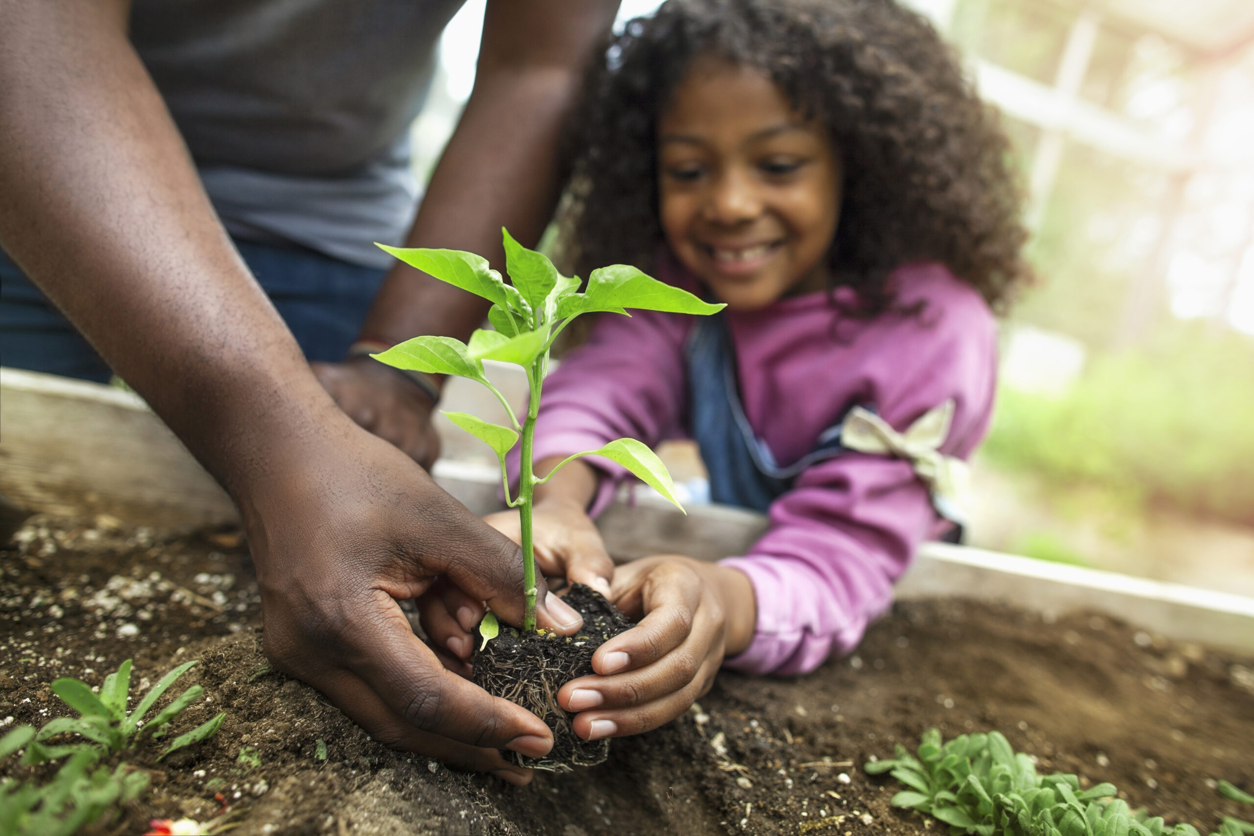 African-American father and daughter holding small seedling at community garden greenery