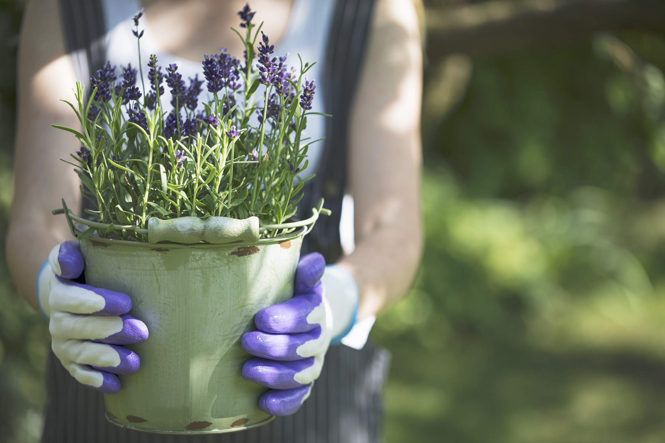 Young woman holding lavender in pot