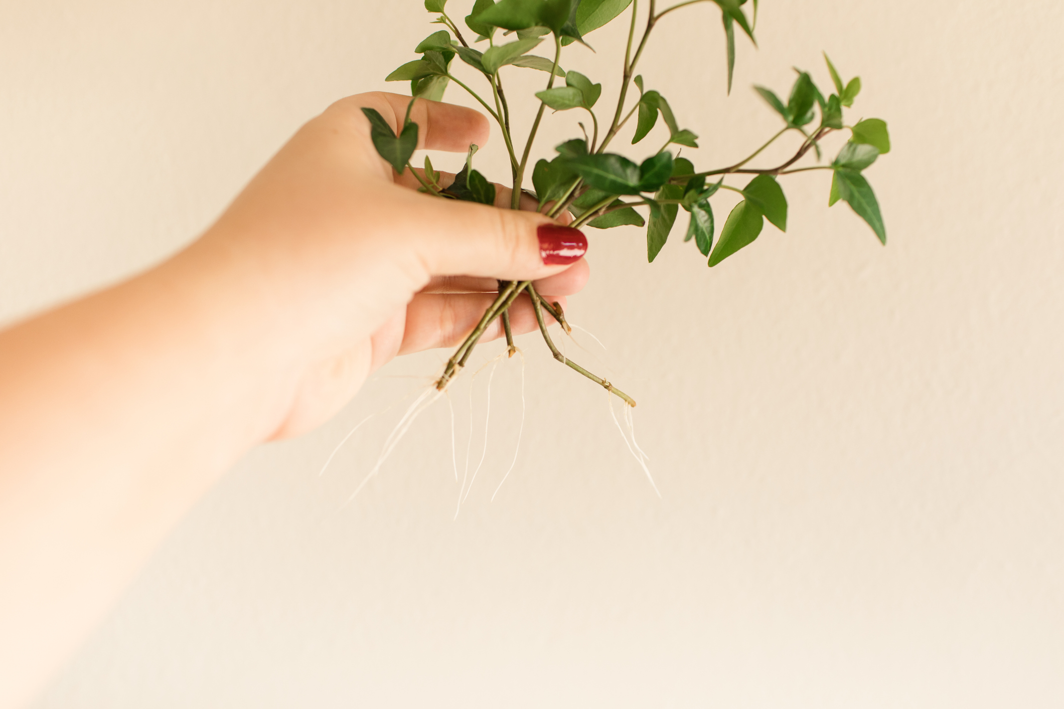 Woman Hand Holding Propagated Ivy Plant Cuttings