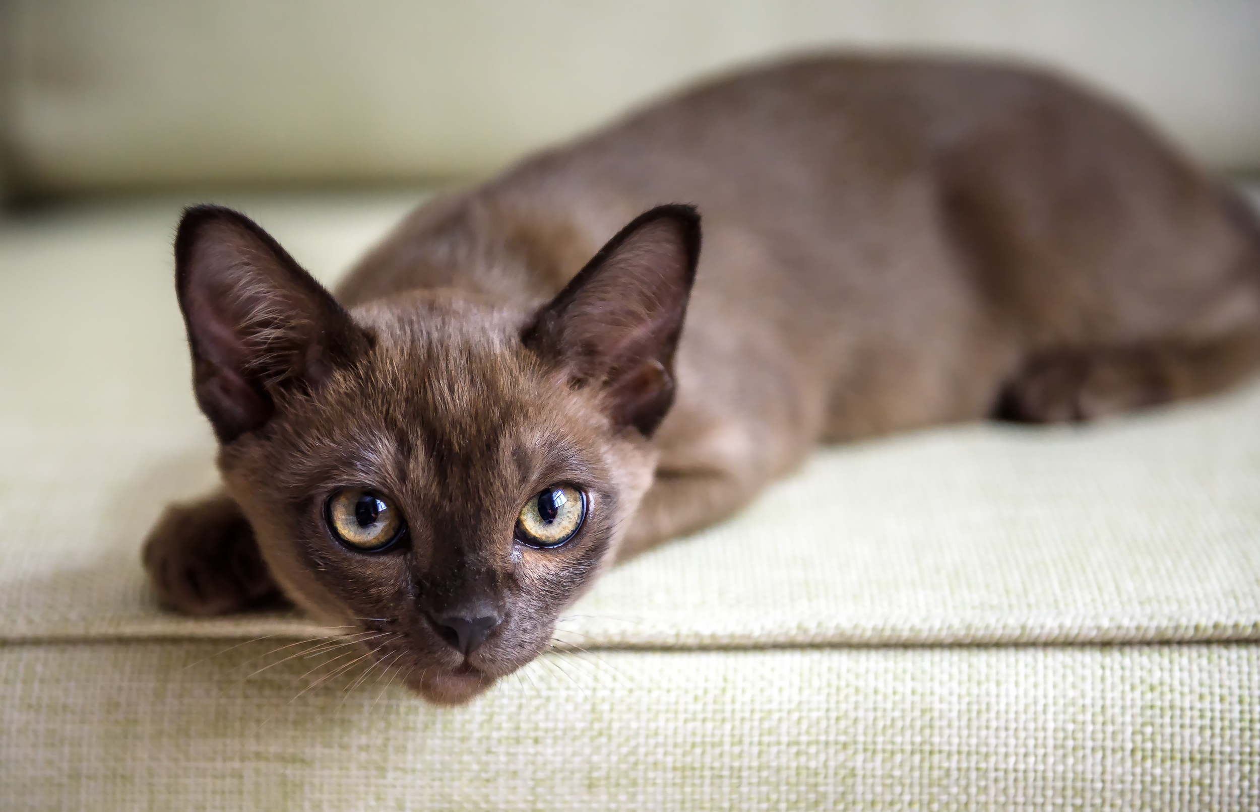 Burma cat lying on coach, cute brown Burmese kitten looking at camera indoor. Portrait of playful Burmese European cat about 3 months