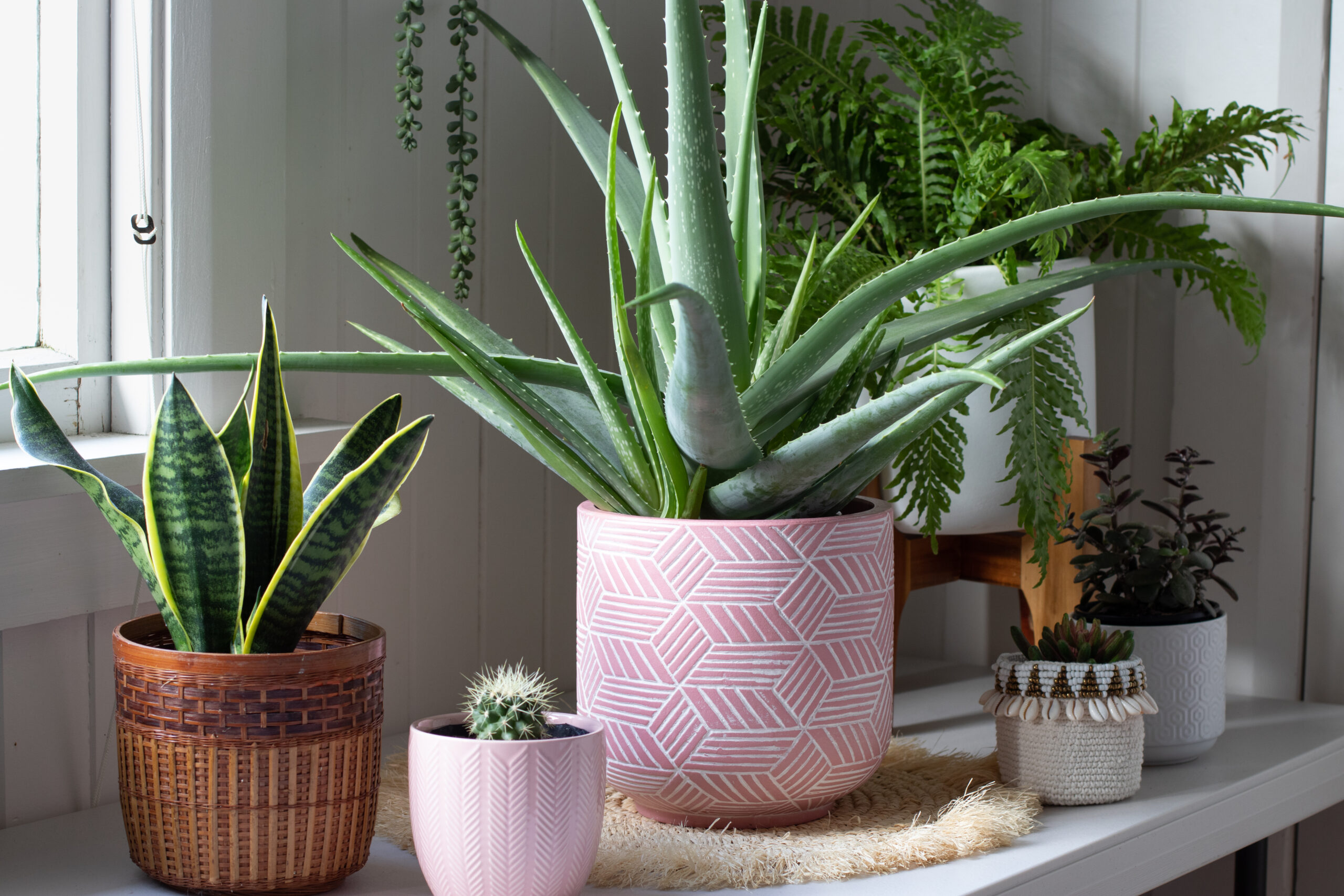 Group of house plants , indoor pot plants