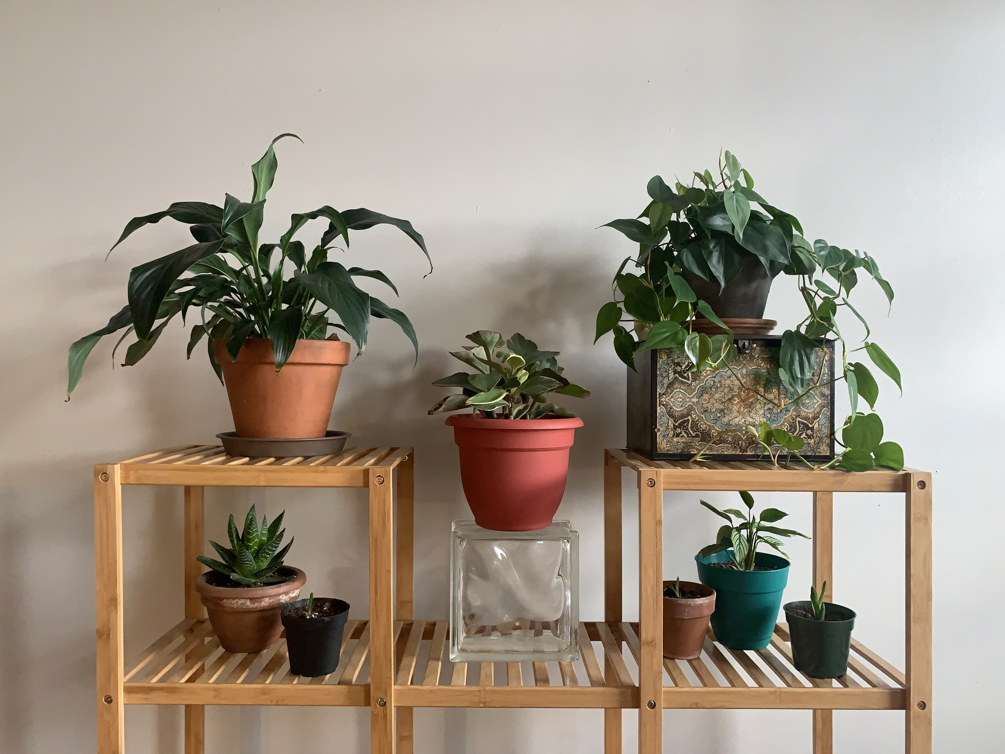 Indoor Gardening House Plants