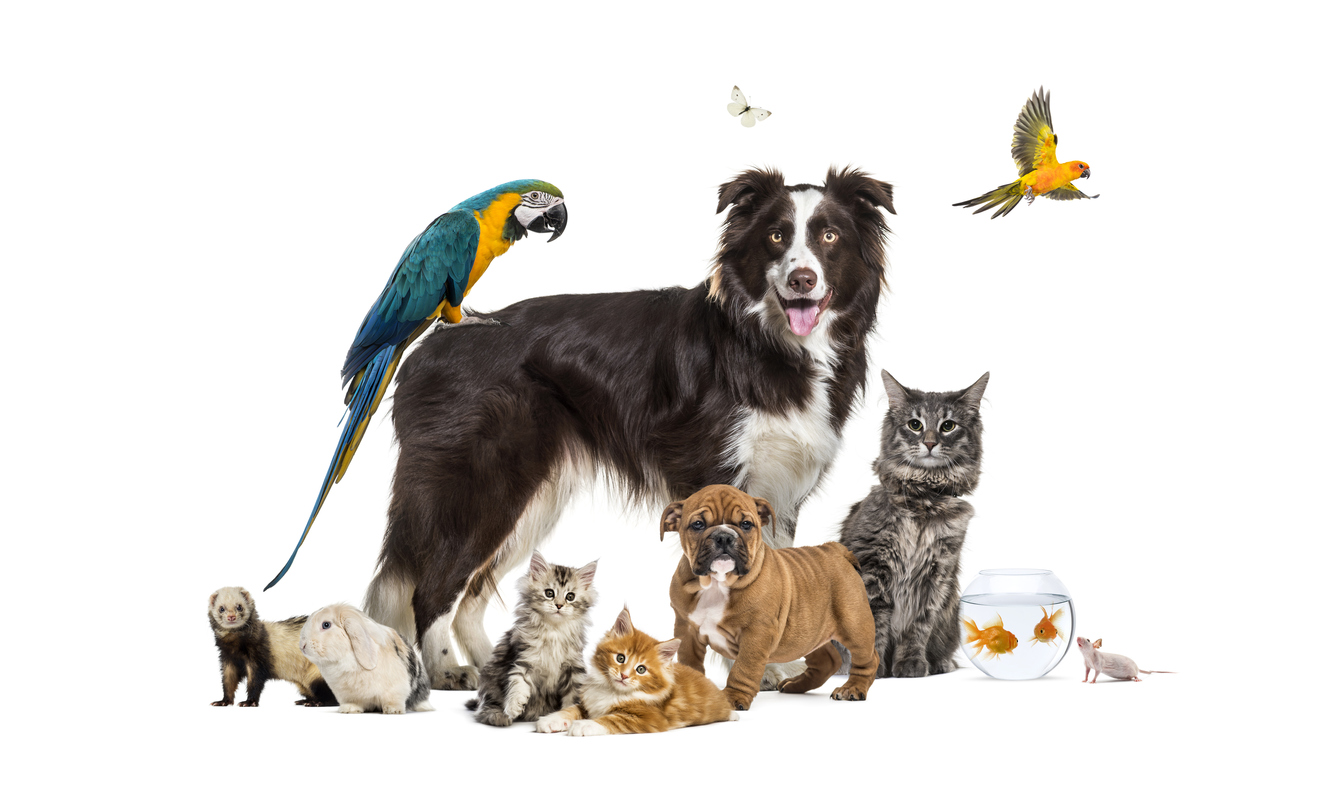 Group of pets posing around a border collie; dog, cat, ferret, rabbit, bird, fish, rodent