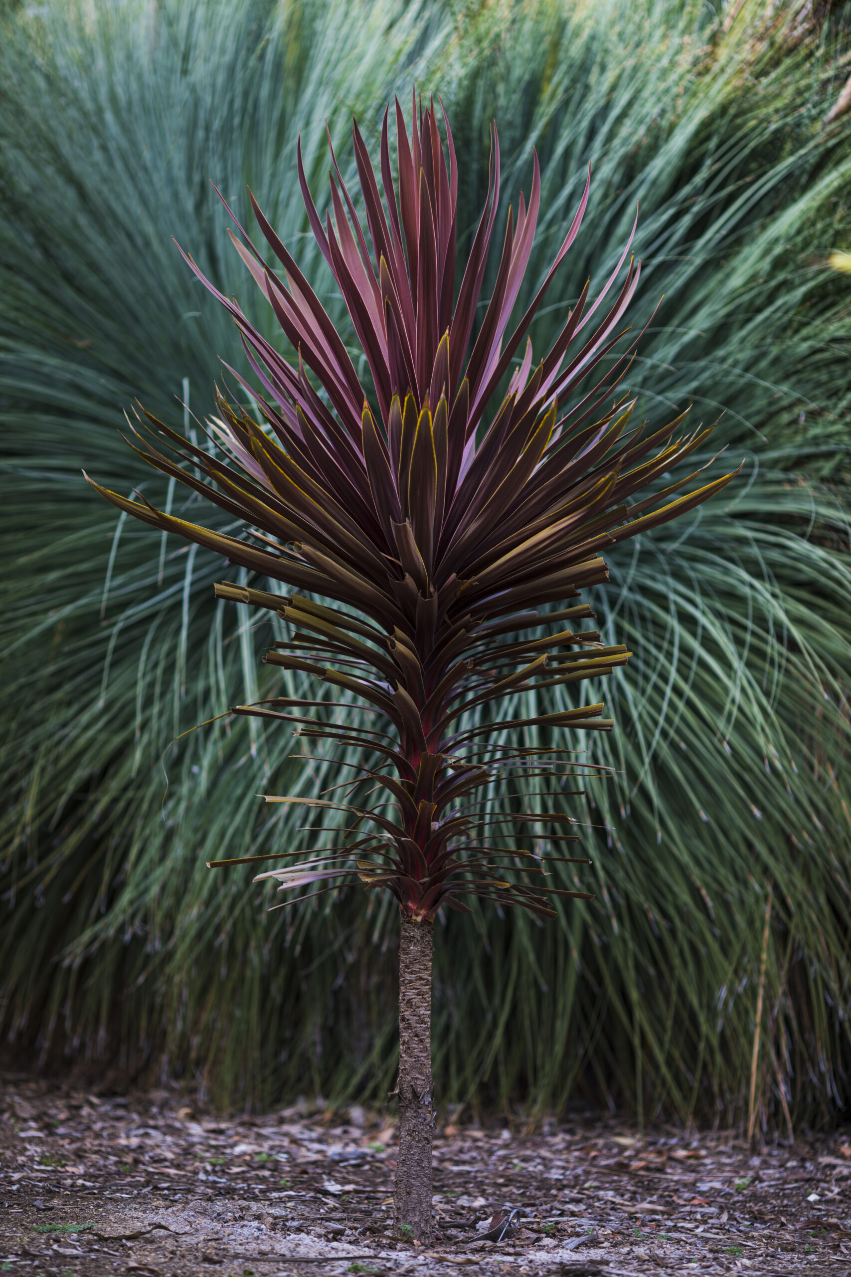 Shaded by surrounding trees, a Red Grass Palm, scientifically known as Cordyline australis, grows in front of tall grass.