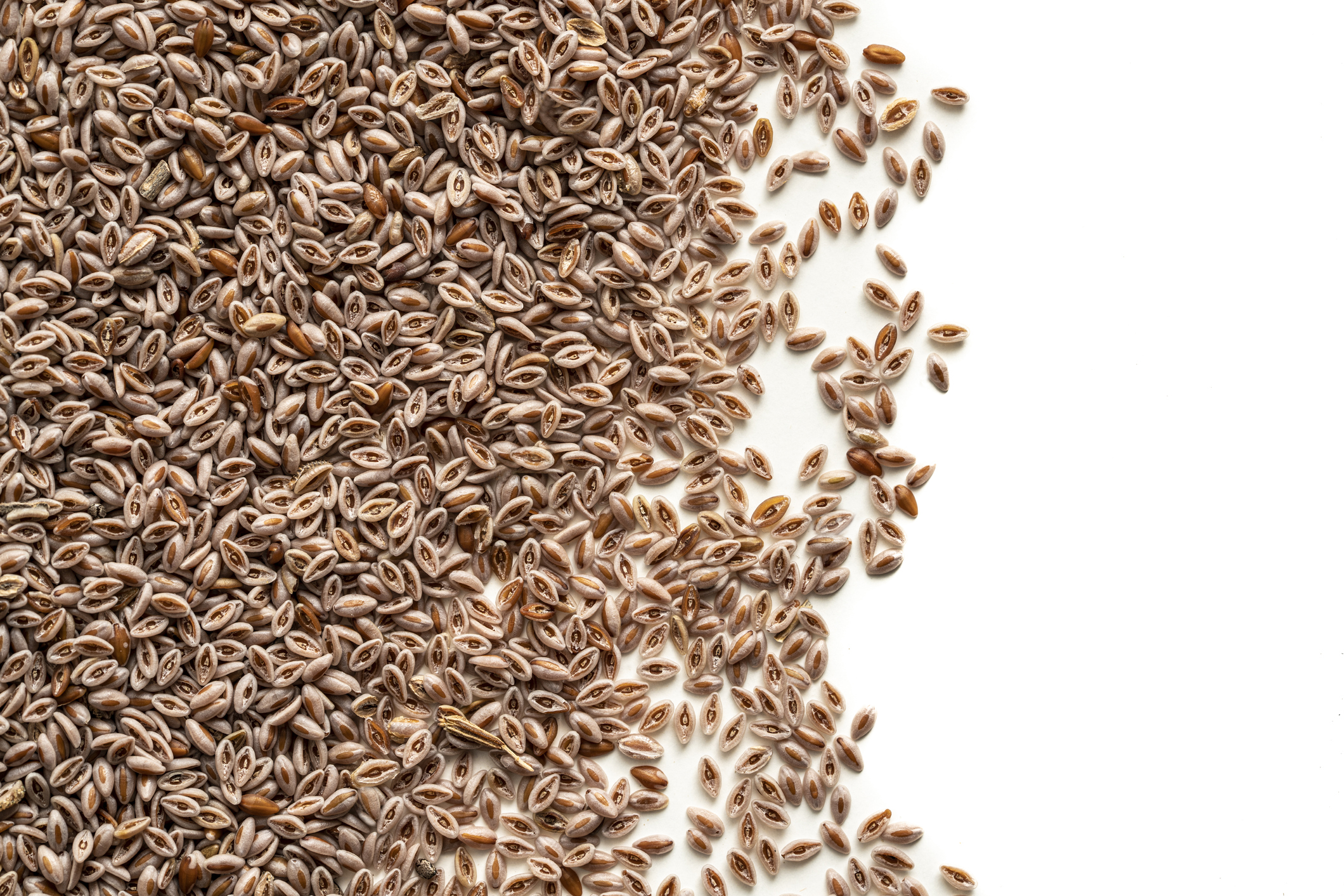 Zaragatona Psyllium or ispaghula seeds for mucilage production on white