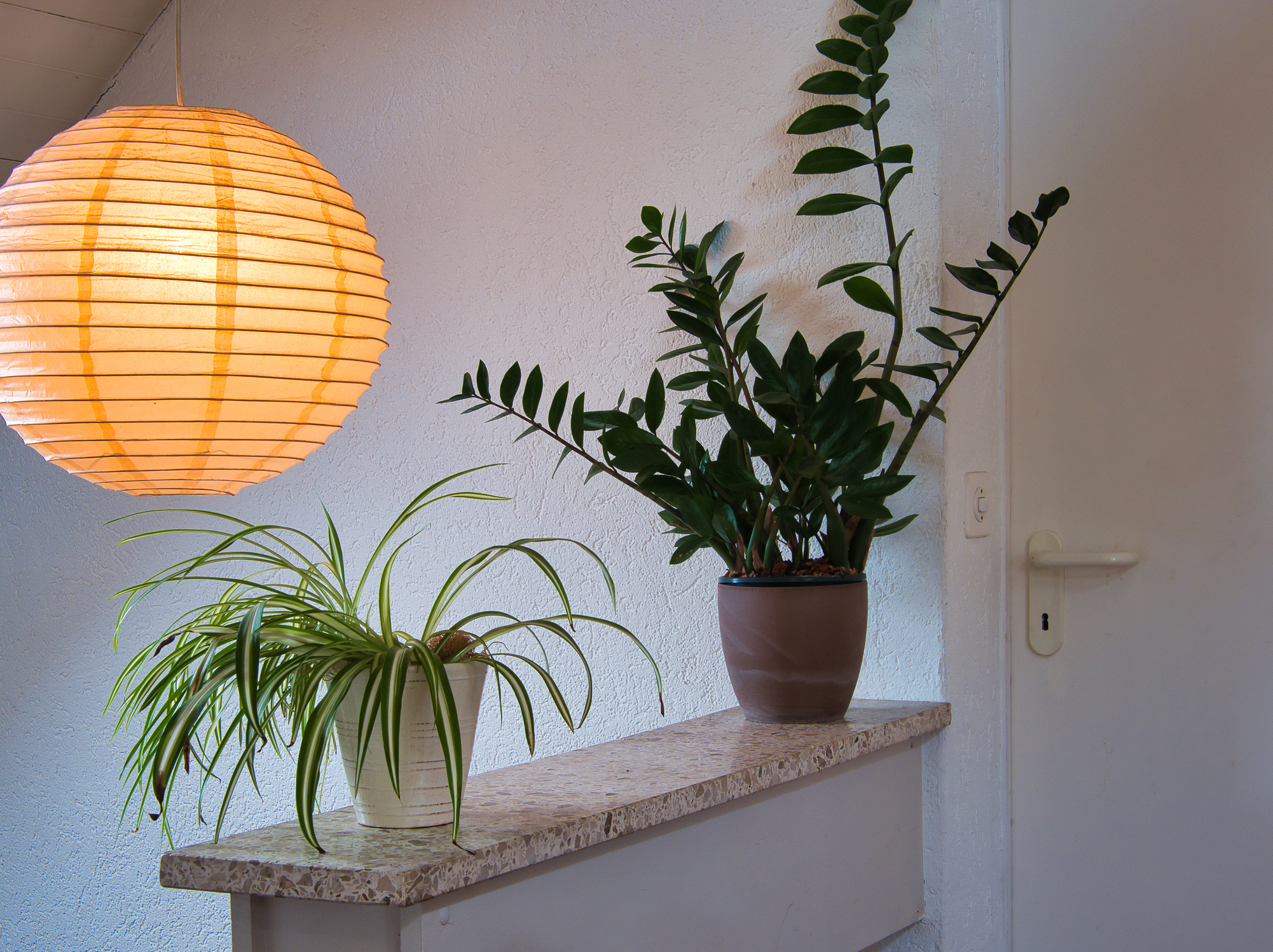 Two houseplants of the genera "Chlorophytum comosum" and "Zamioculcas zamiifolia" in the living room of a flat, with illuminated lamp, in front of a white wall