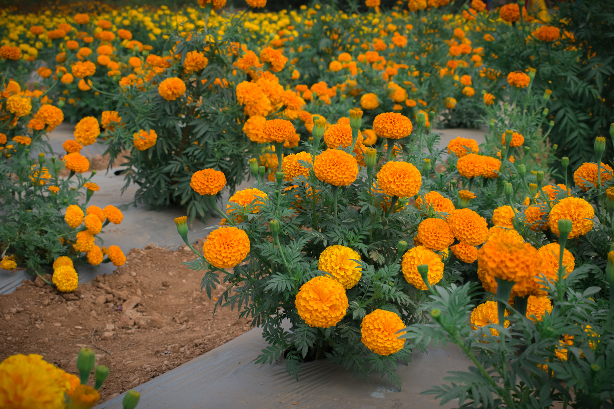 marigold flowers blooming in the garden