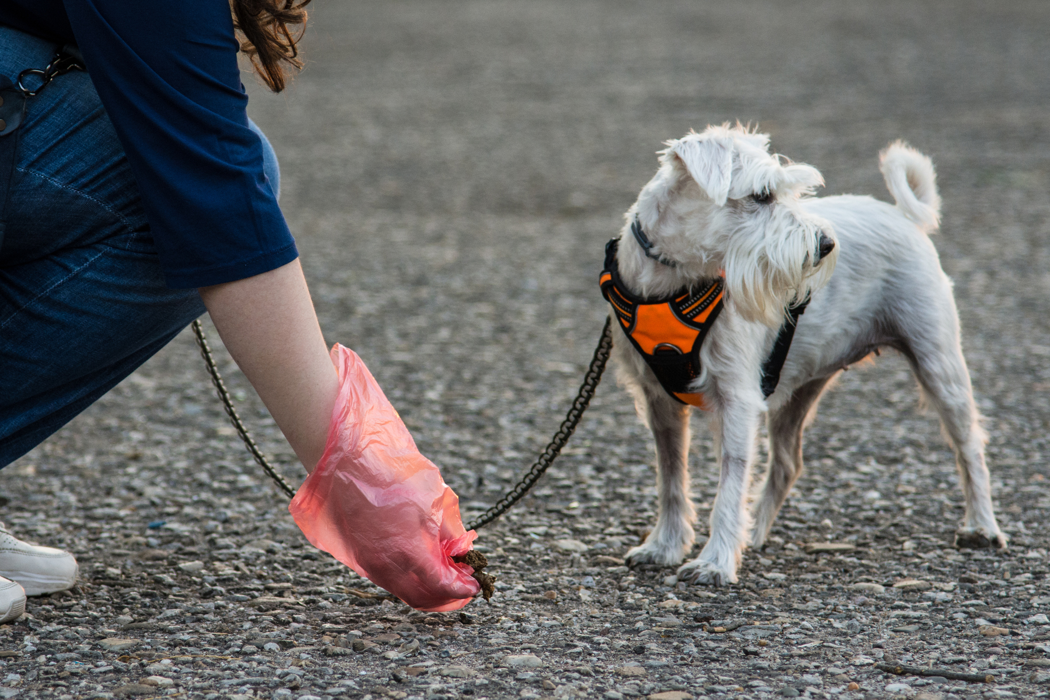 Walk with dog