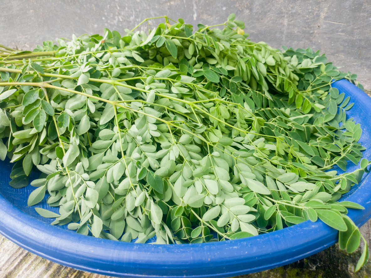 Moringa leaves have many health benefits