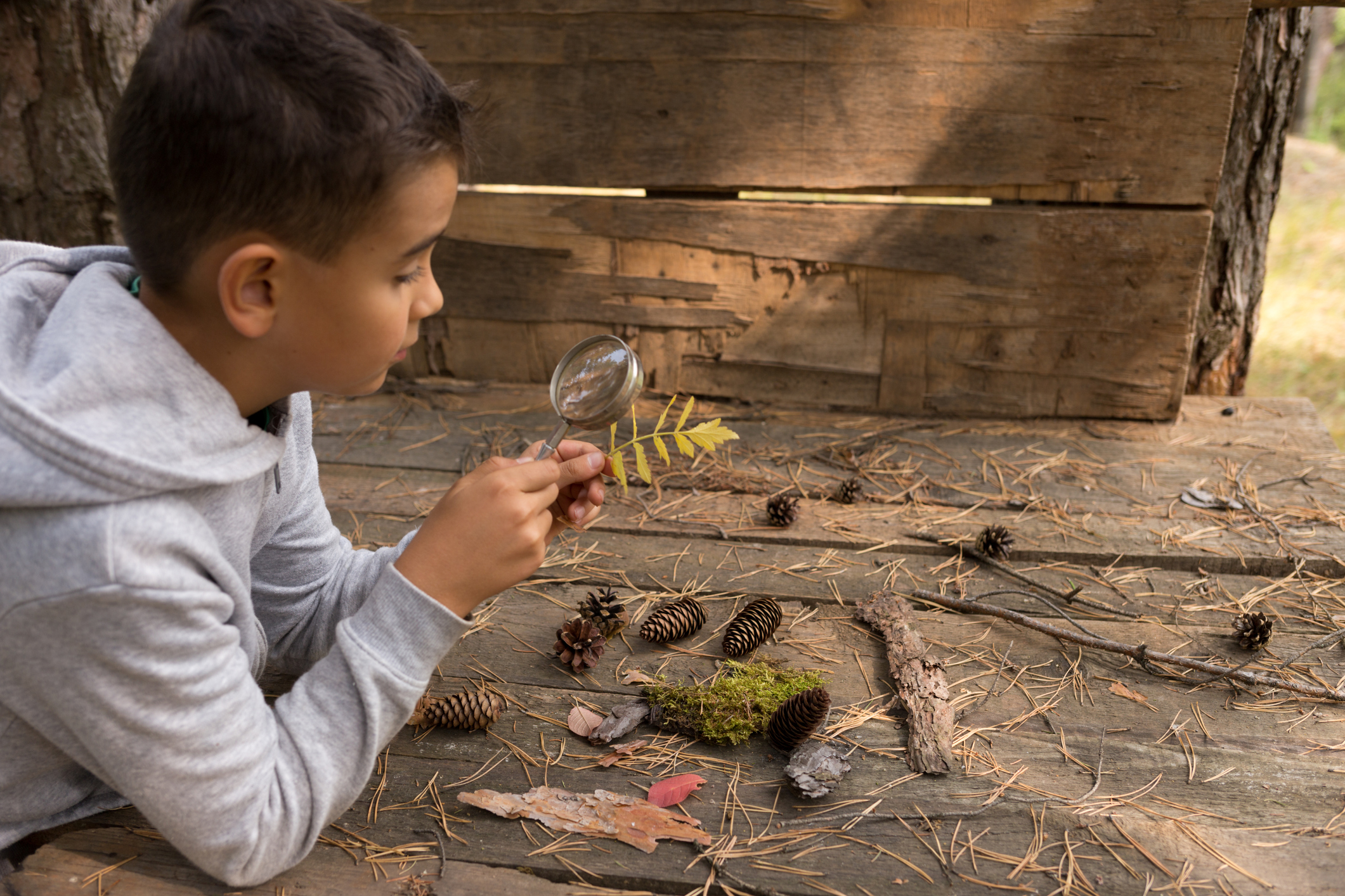 Little boy looking at a leaf of a tree with a magnifying glass