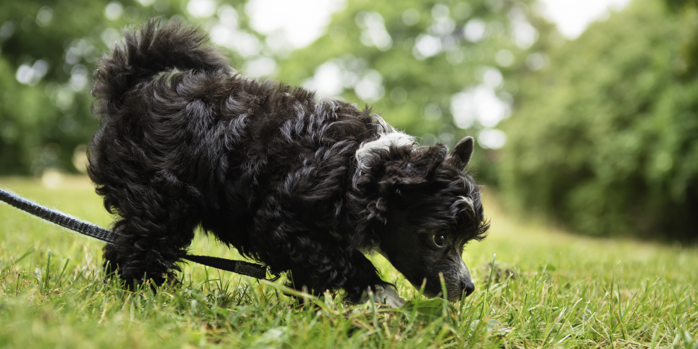 Curious puppy exploring outdoors