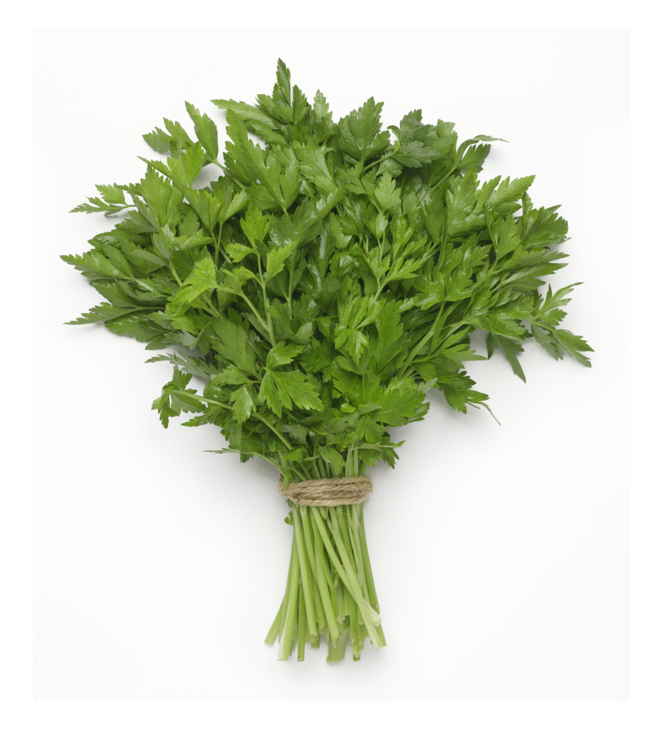 Italian Parsley