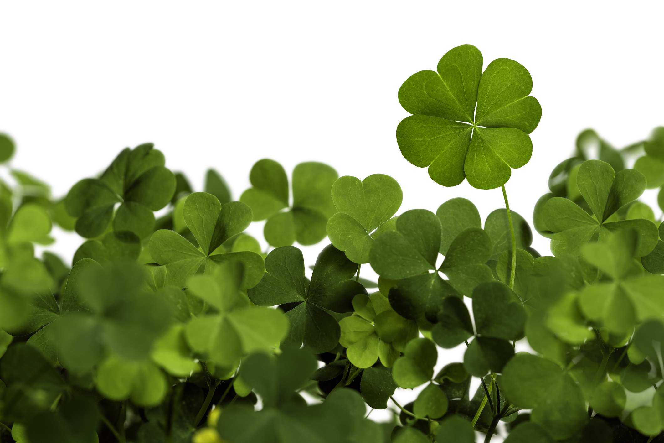 Four Leaf Clover Isolated on White