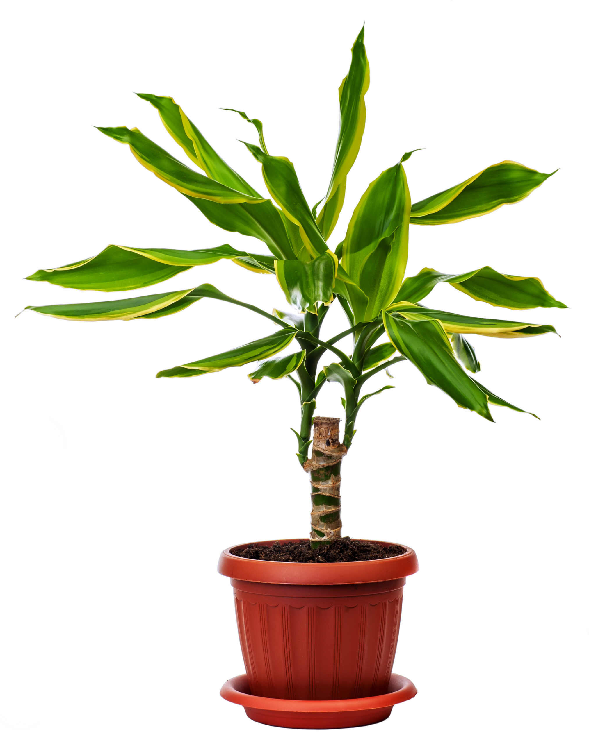 houseplant Dracaena fragans