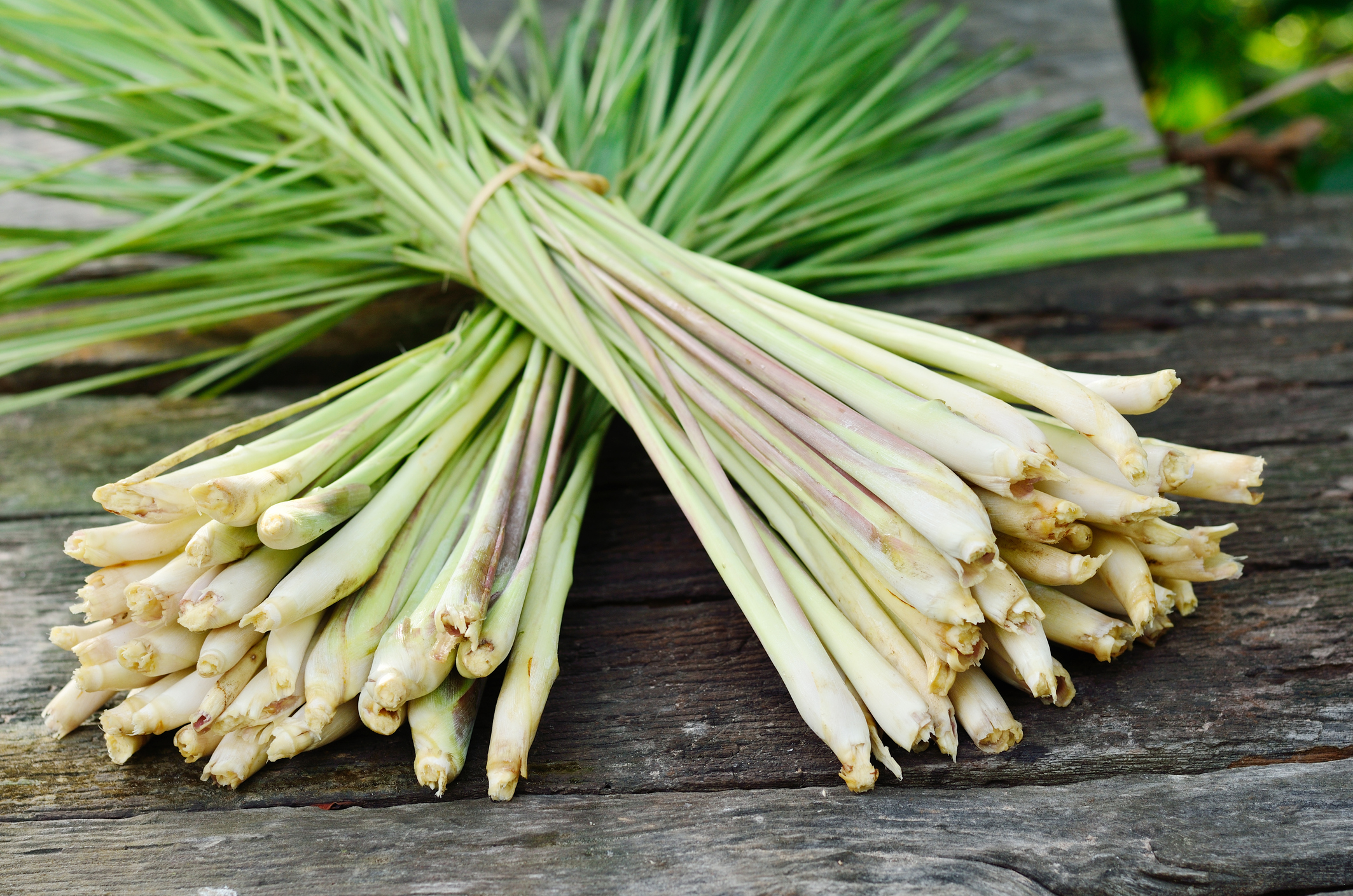 Lemongrass for sale