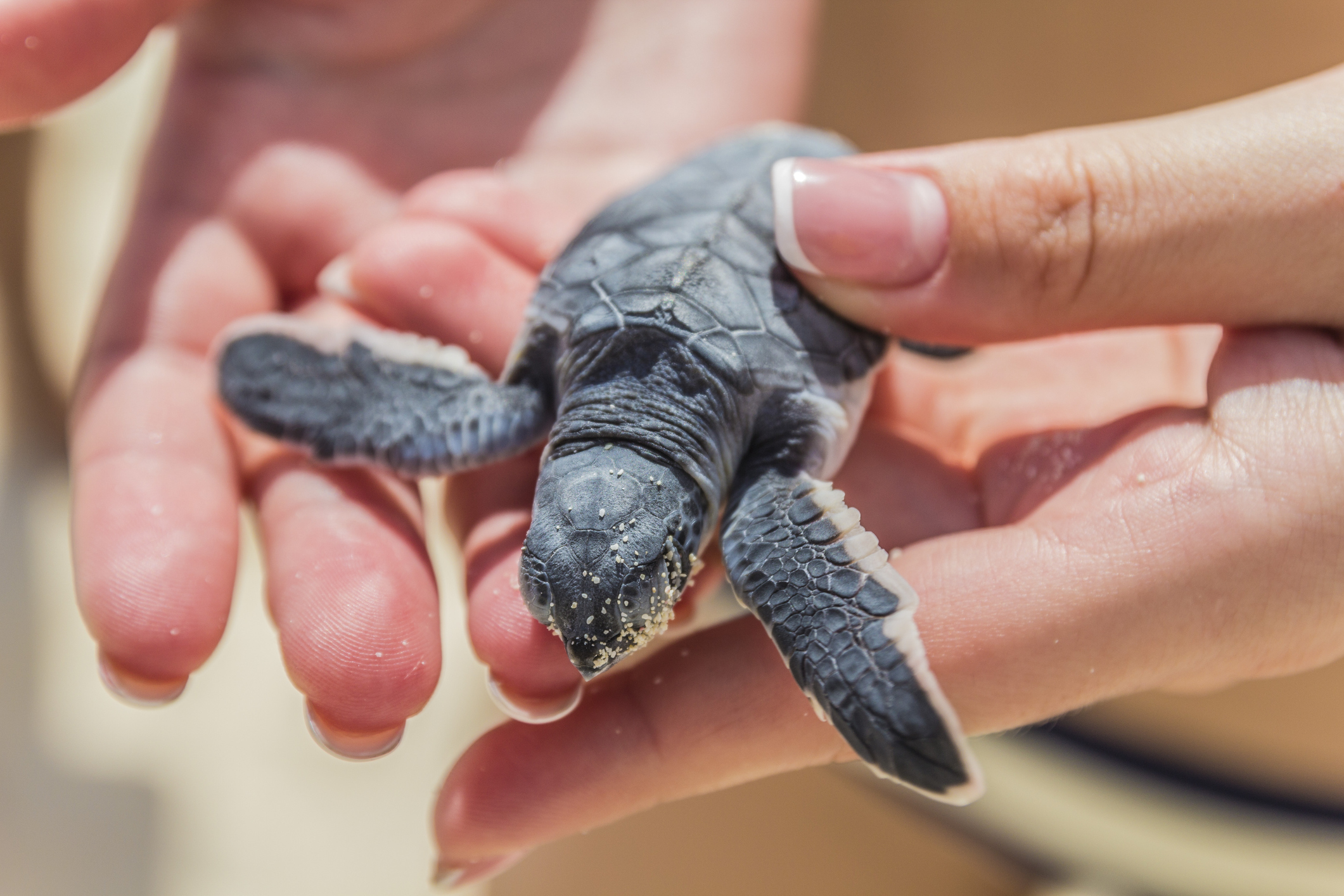 Baby sea turtle in hand.