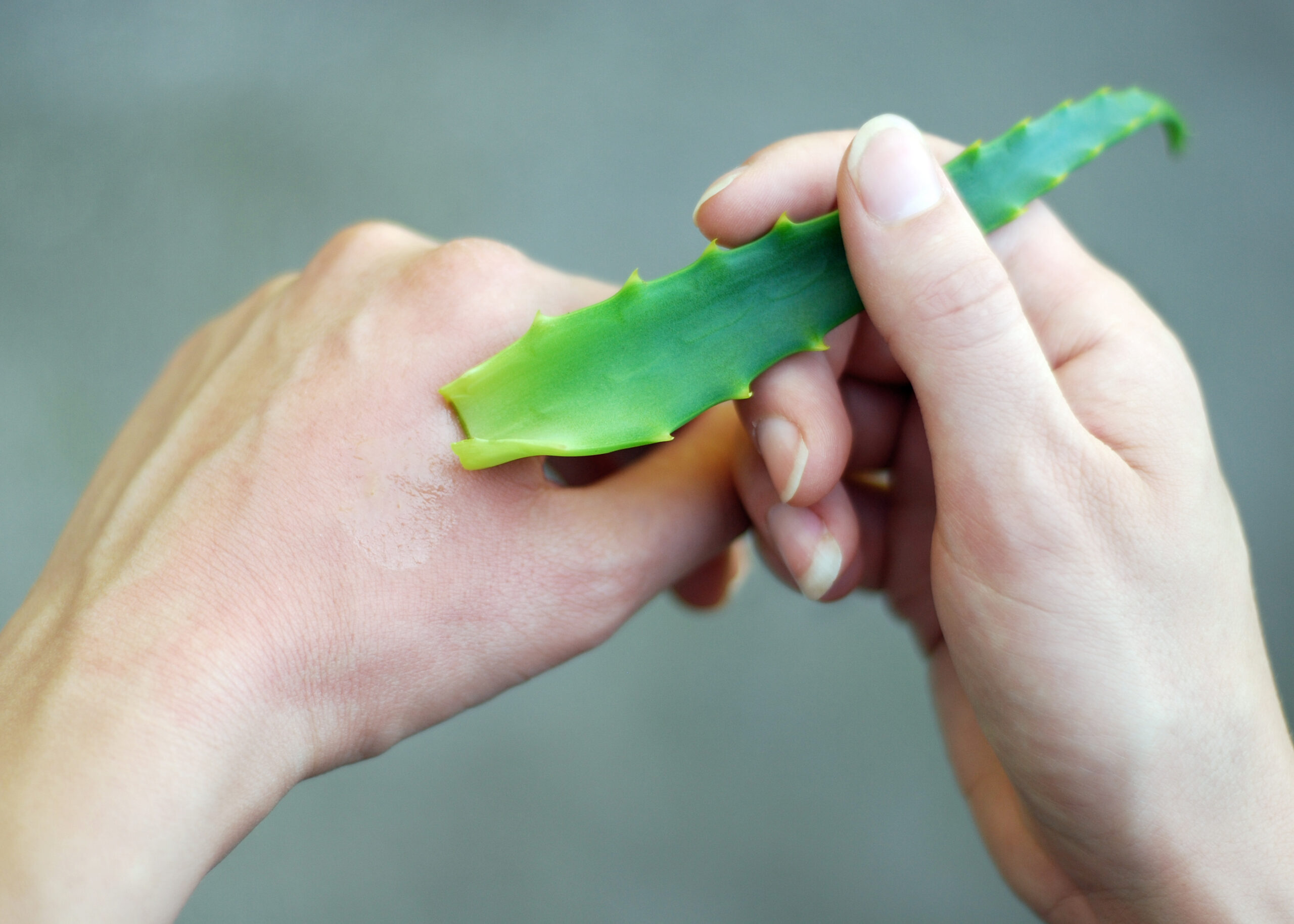 Aloe Vera in Hand