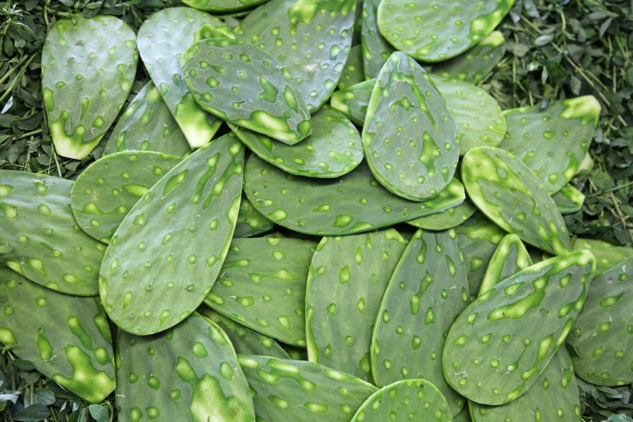 Pile of Nopal leaves with spines removed