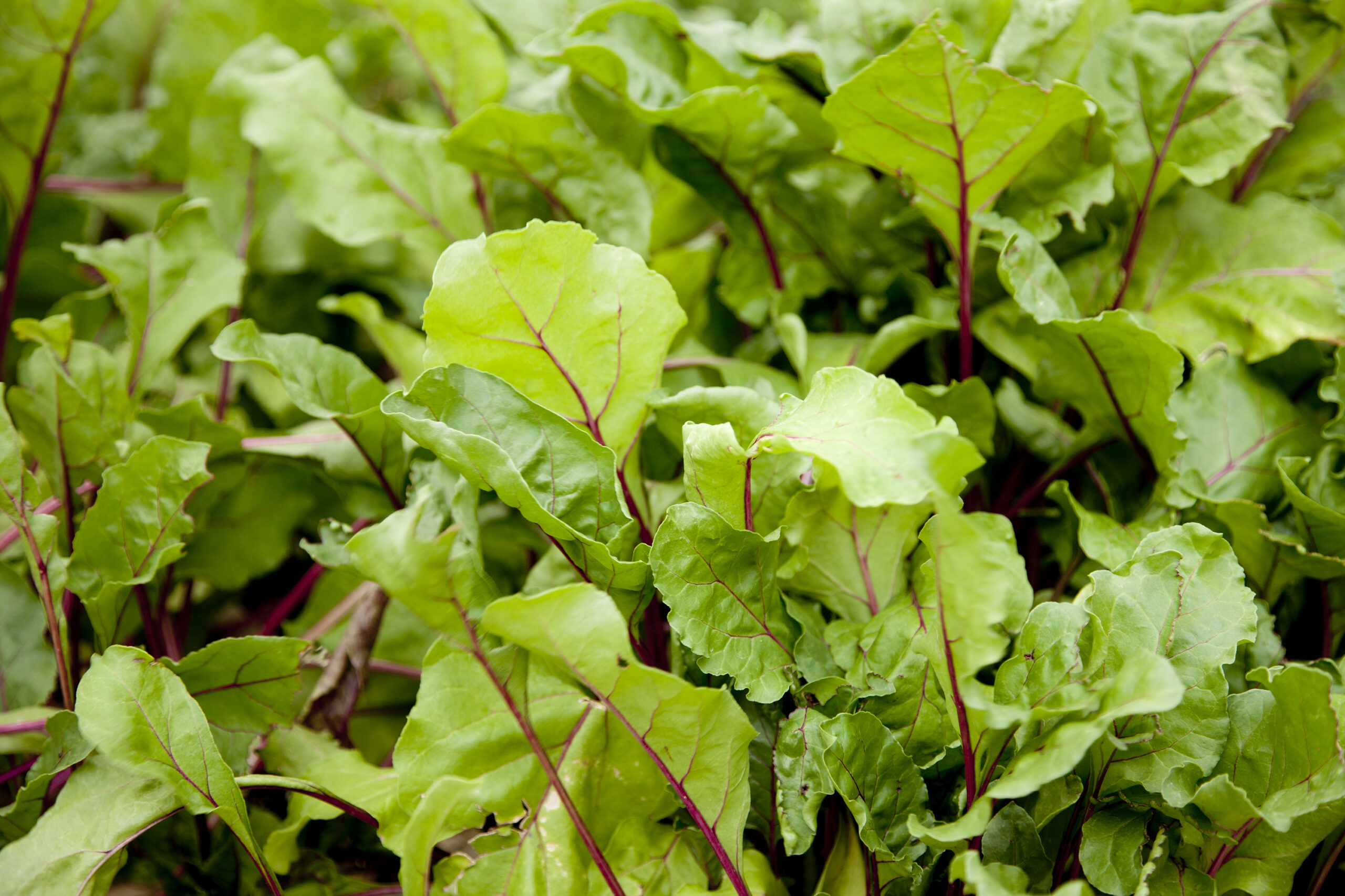 Beet Greens in Garden