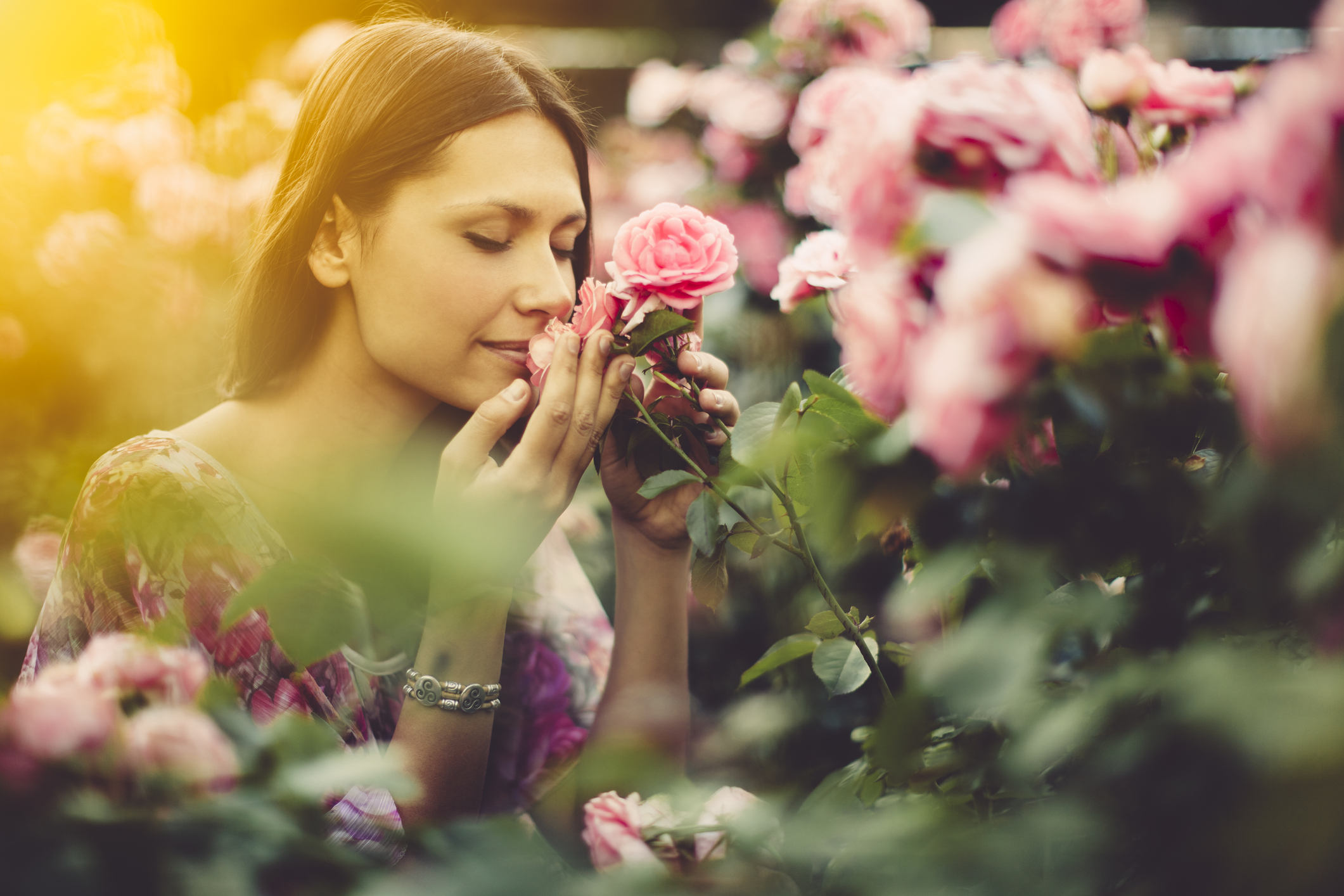 Pink roses