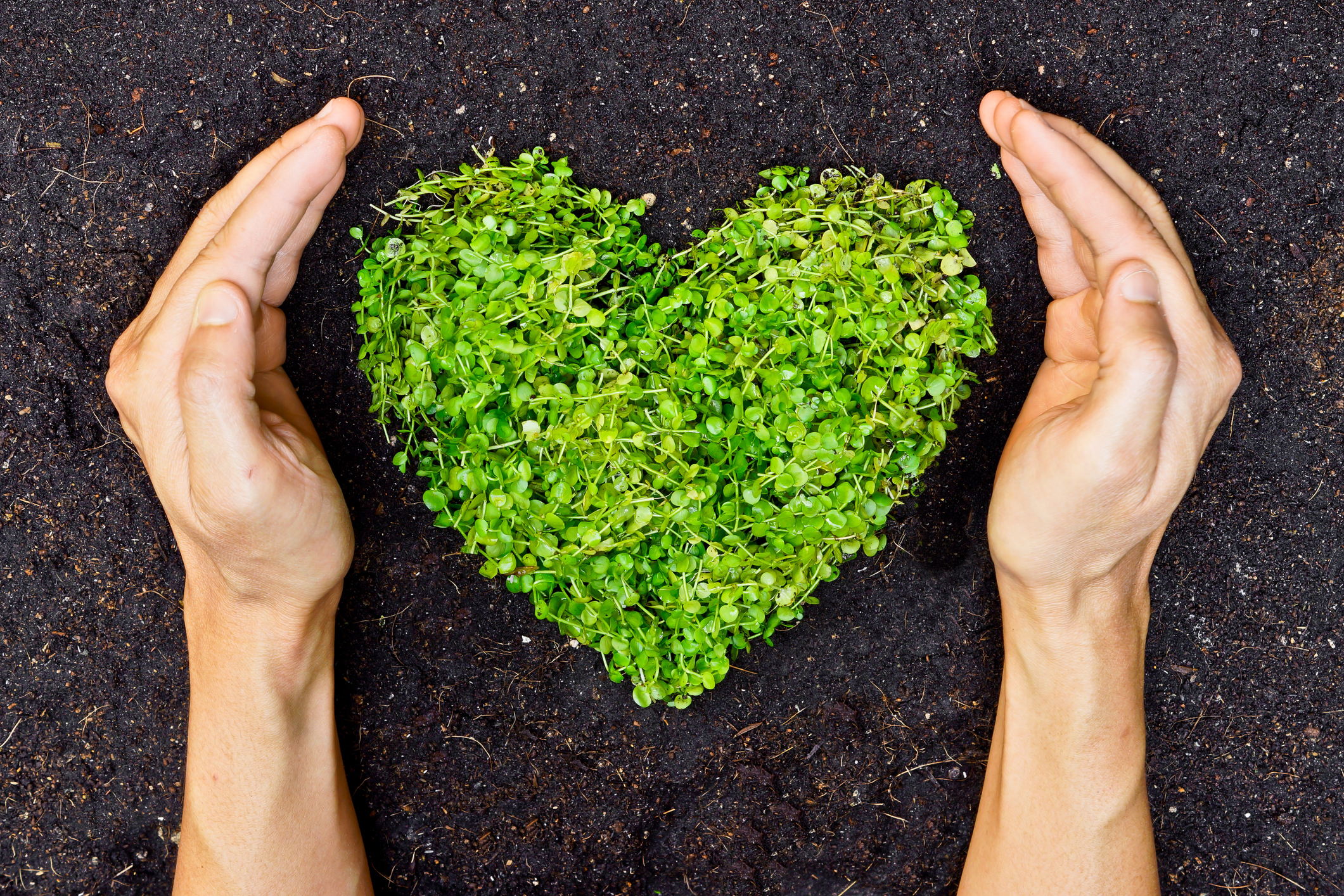 hands holding green heart shaped tree