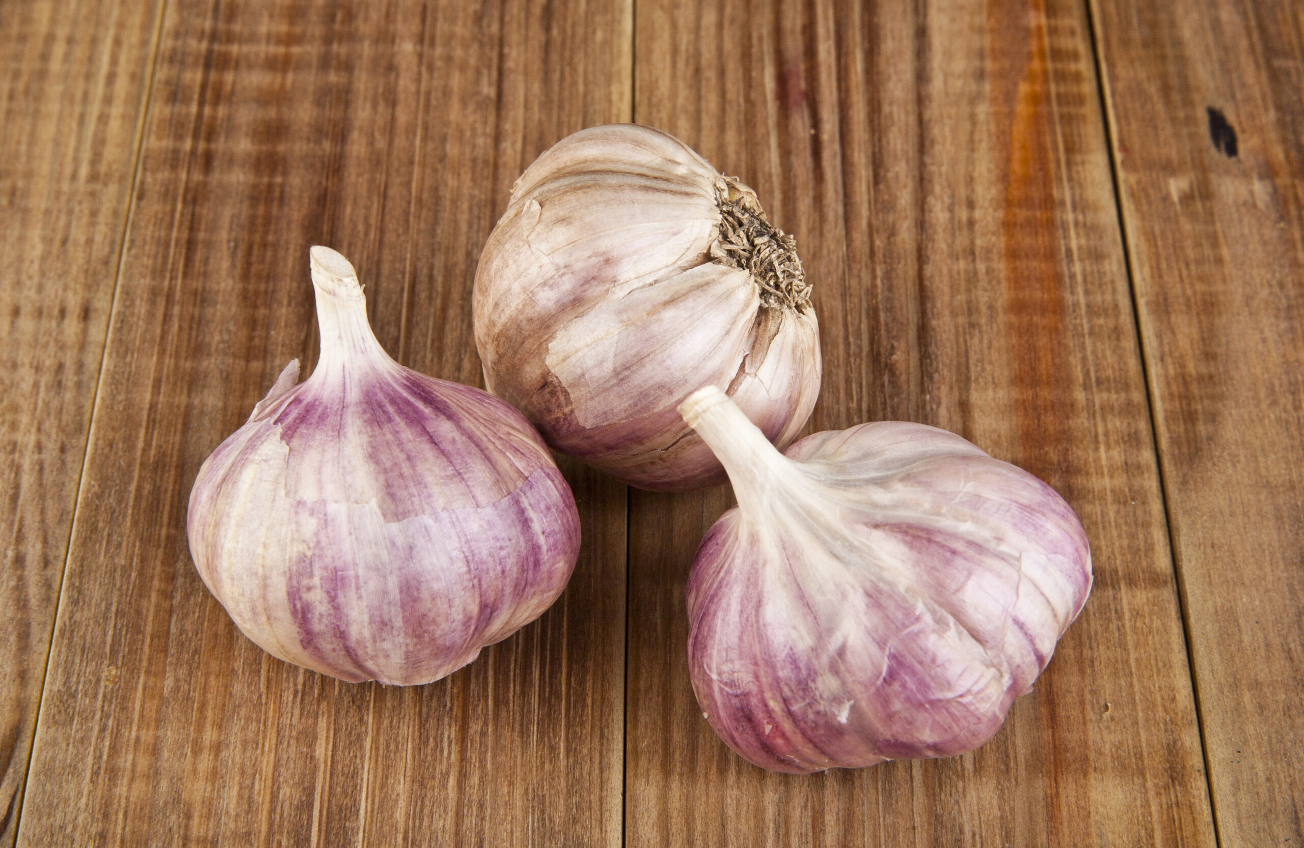 garlic