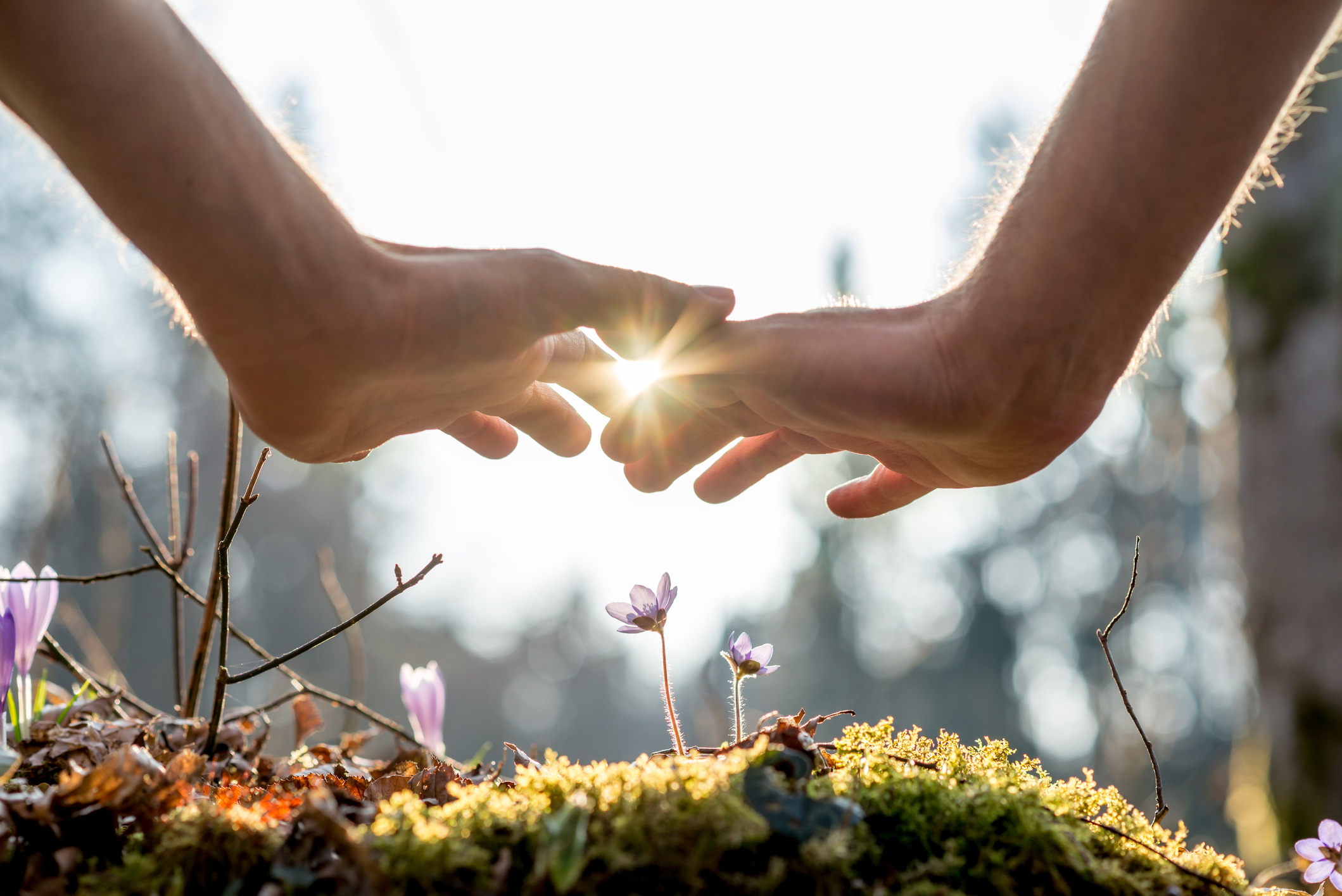 Hand Covering Flowers at the Garden with Sunlight