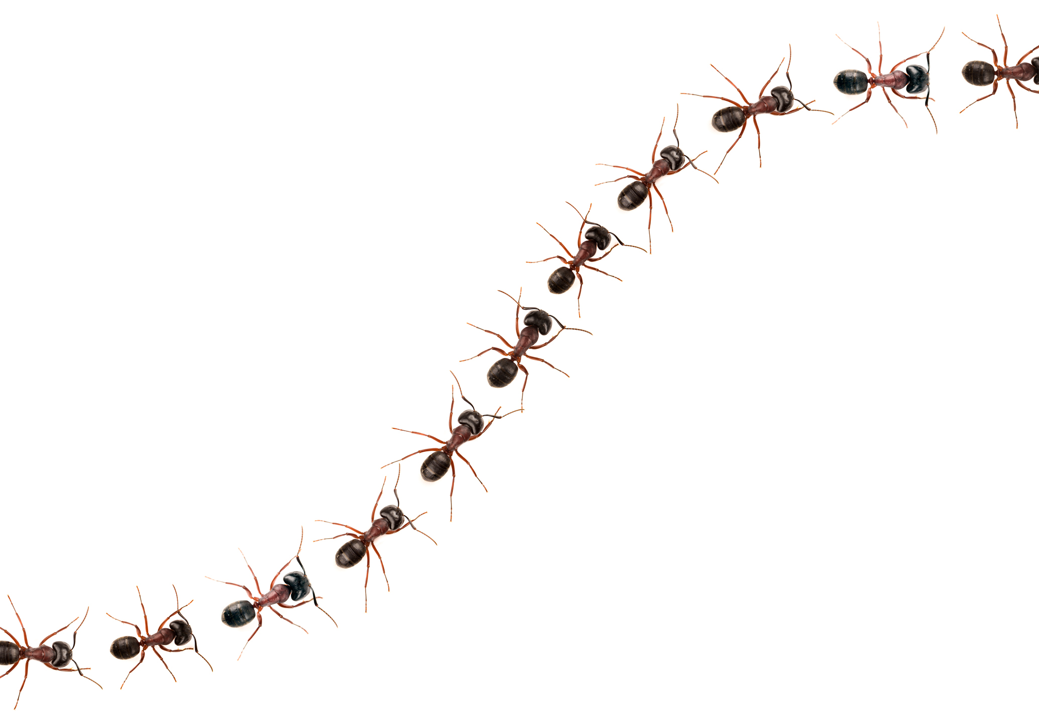 Marching ants  (Formica pratensis) XXXL Image