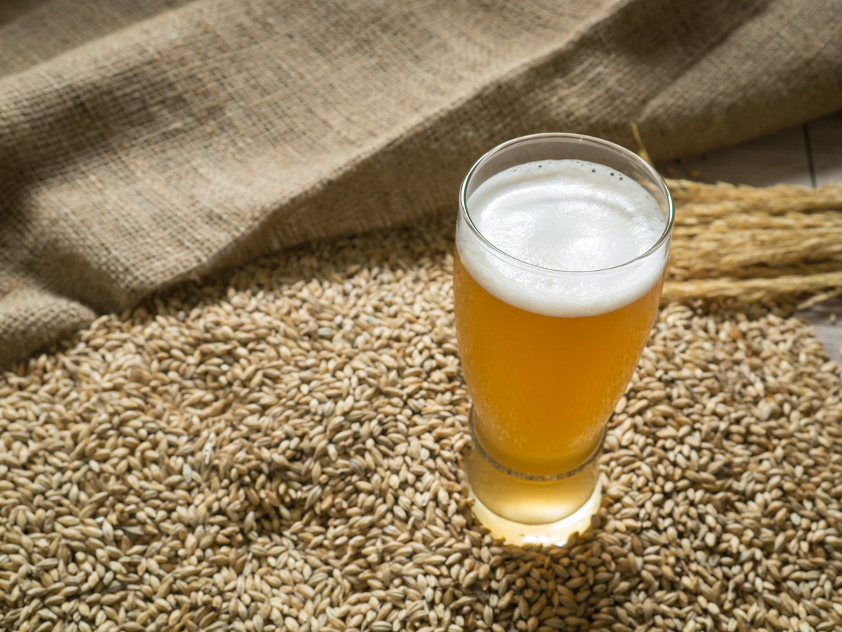 Glass of beer on malt grains