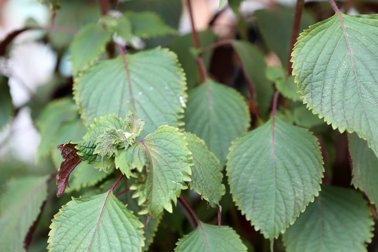 Perilla Frutescens L Britton