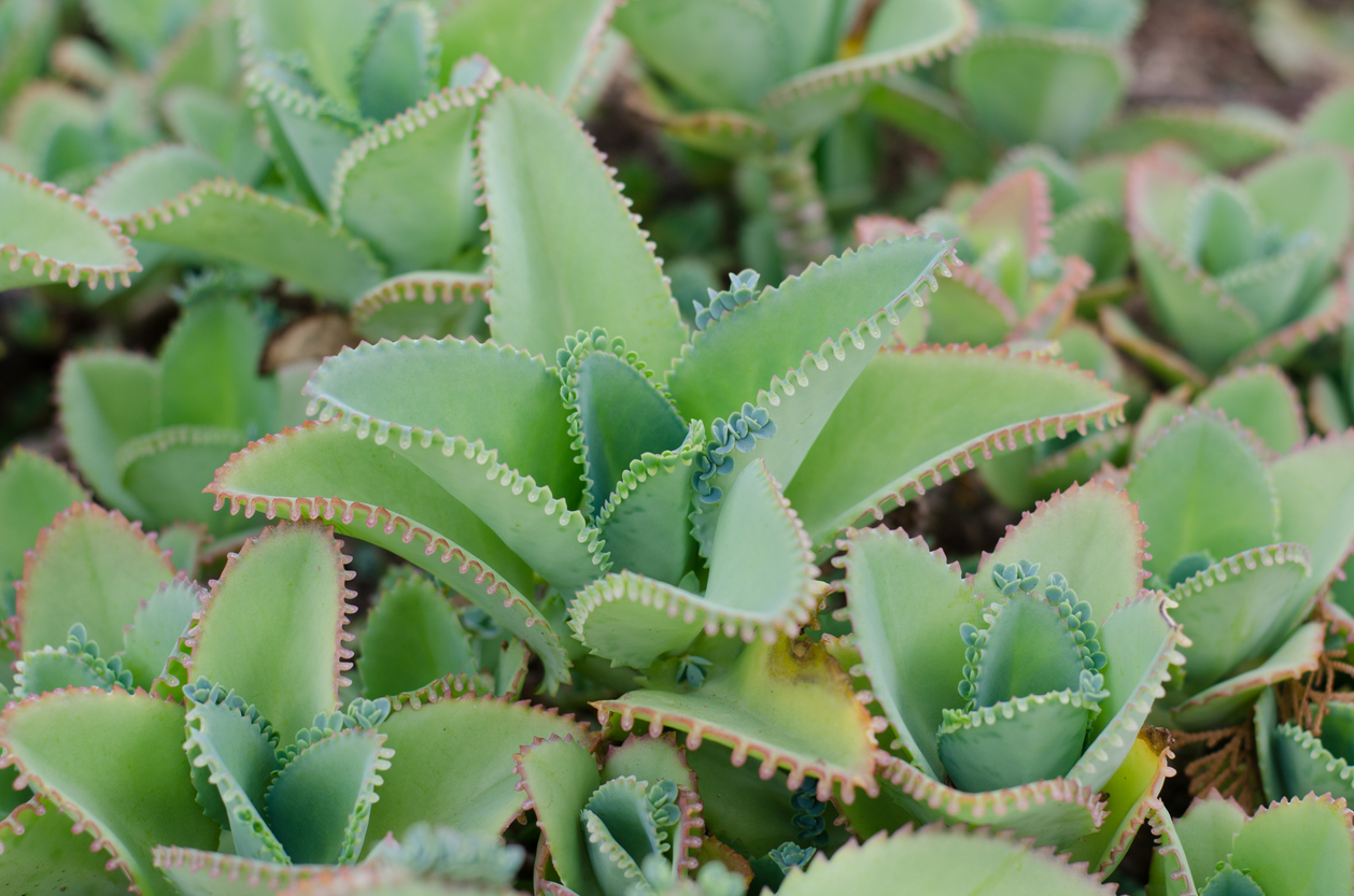 Kalanchoe pinnata plant